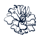 Grow, pick, and preserve flowers for long-lasting beauty