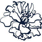 How to plant bare-root roses in pots