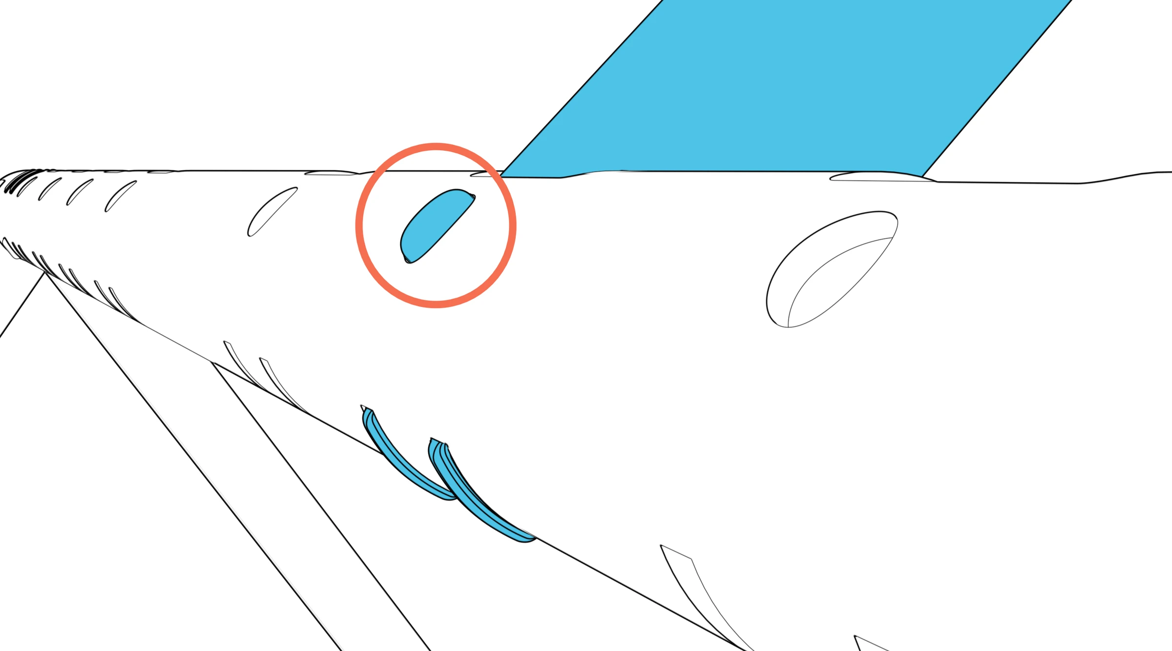 Close-up highlighting a column spring-button head fully extended through the beam.