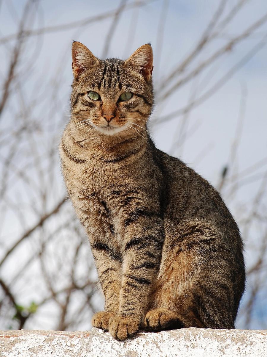 A tabby cat sitting on a wall