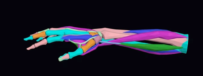 Рентген кисти руки: диагностика переломов, артрита и патологий костей