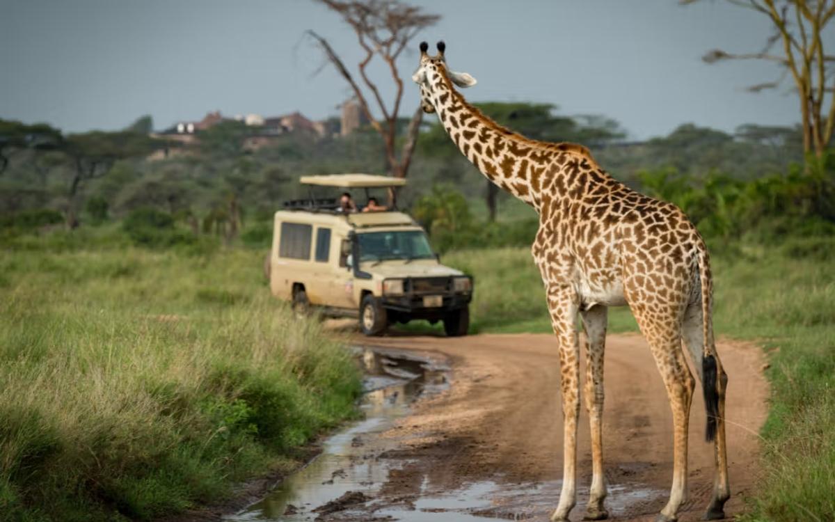 Safari por Kenia