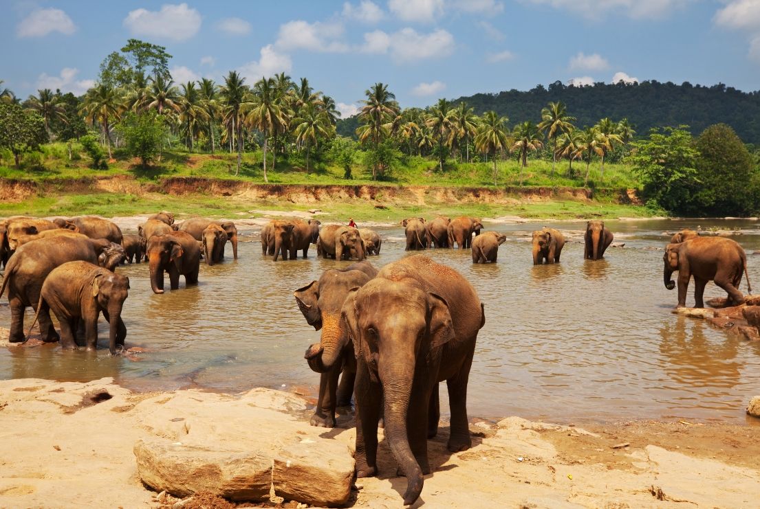 Sri Lanka al Completo