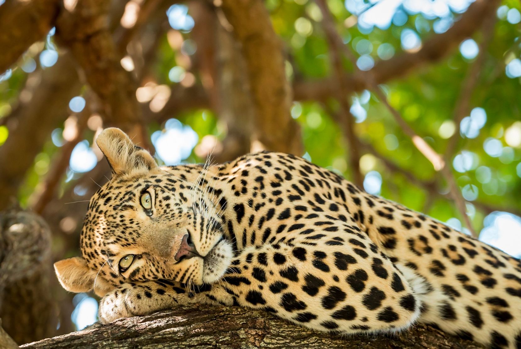Safari en Tanzania - Zawadi