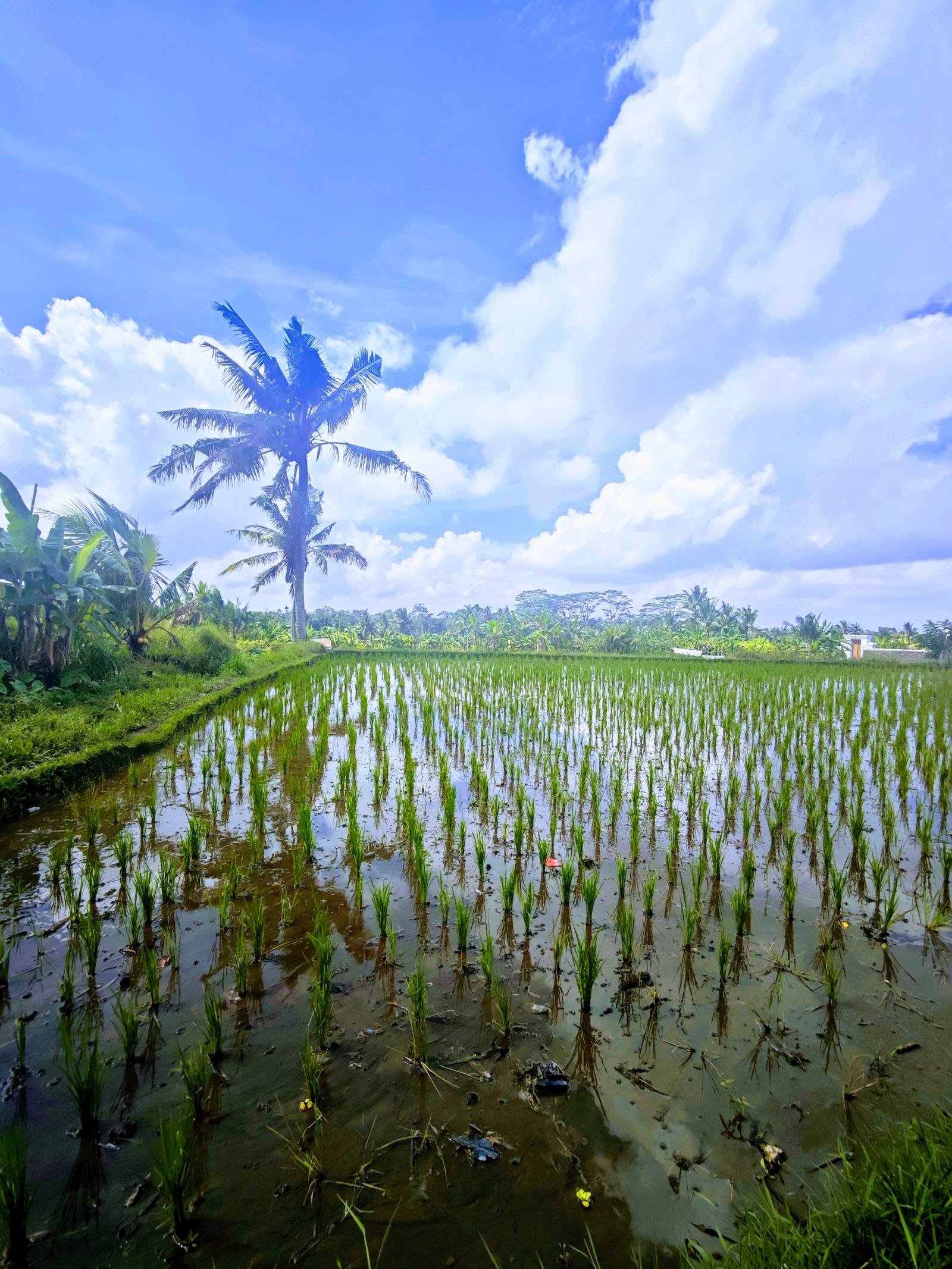 Indonesia