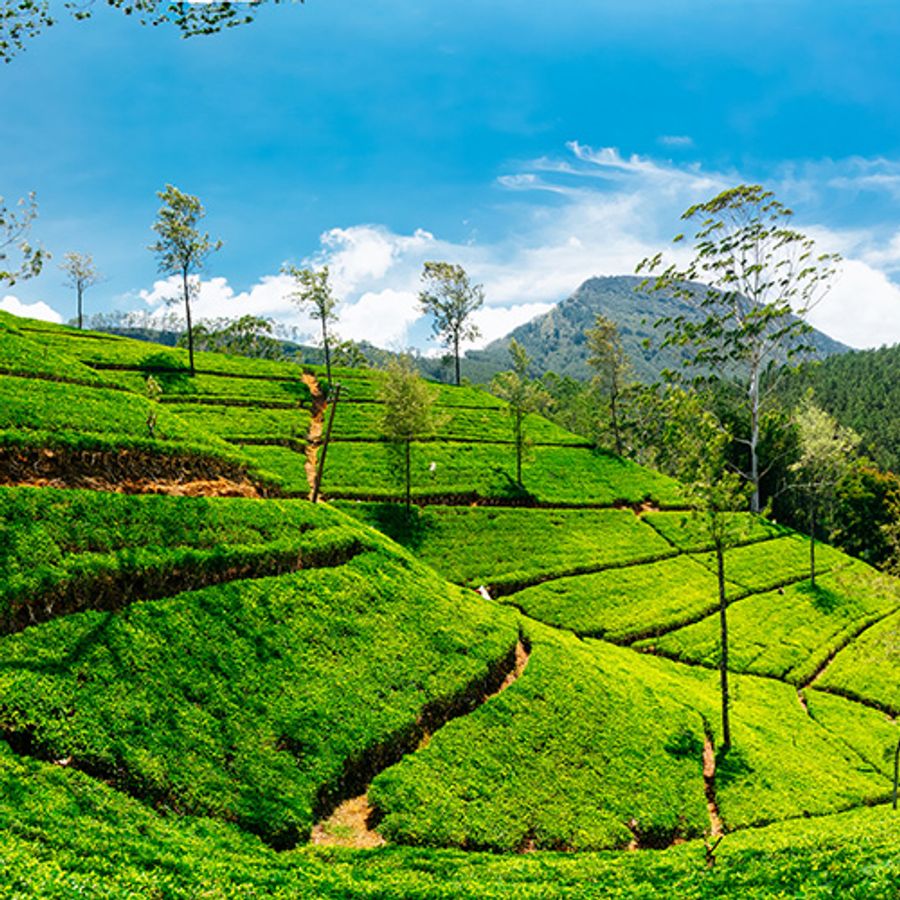 Sri Lanka al Completo