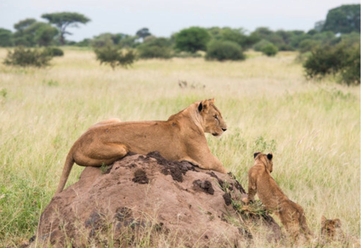 Safari en Tanzania - Zawadi