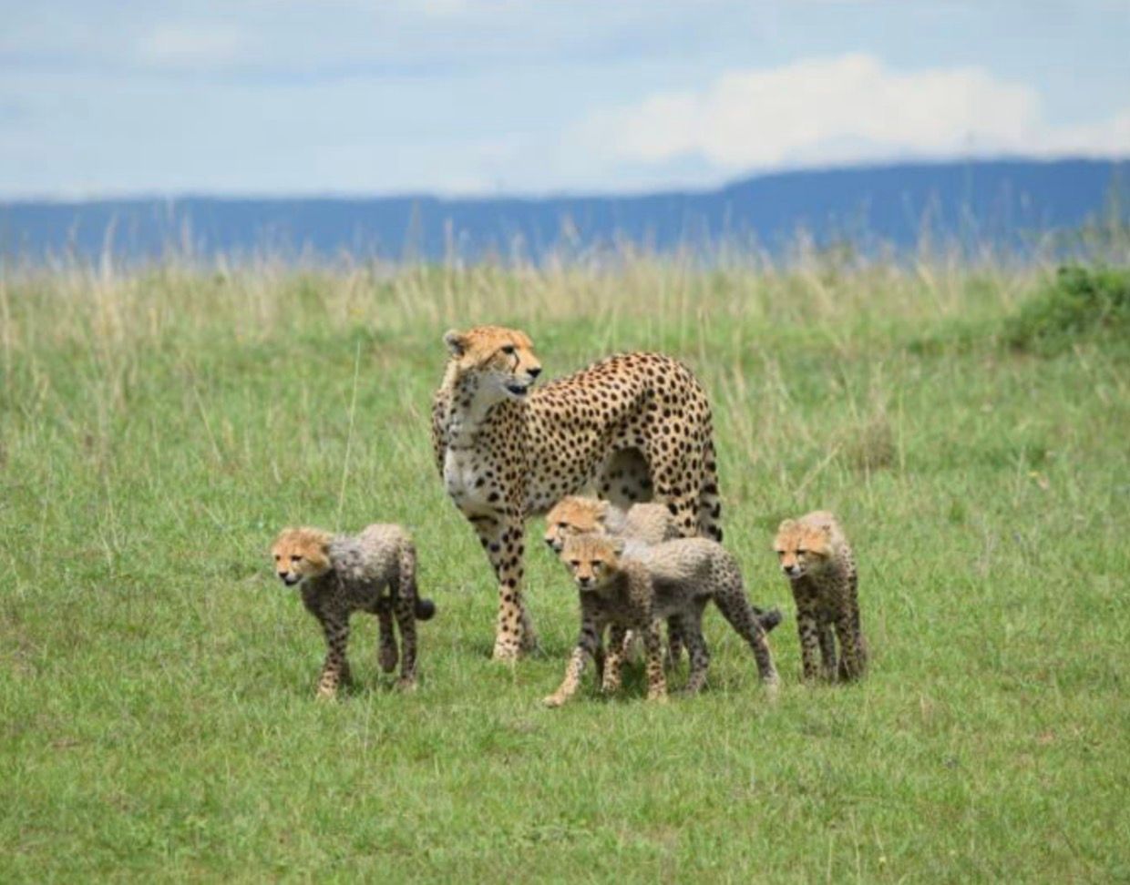Safari por Kenia