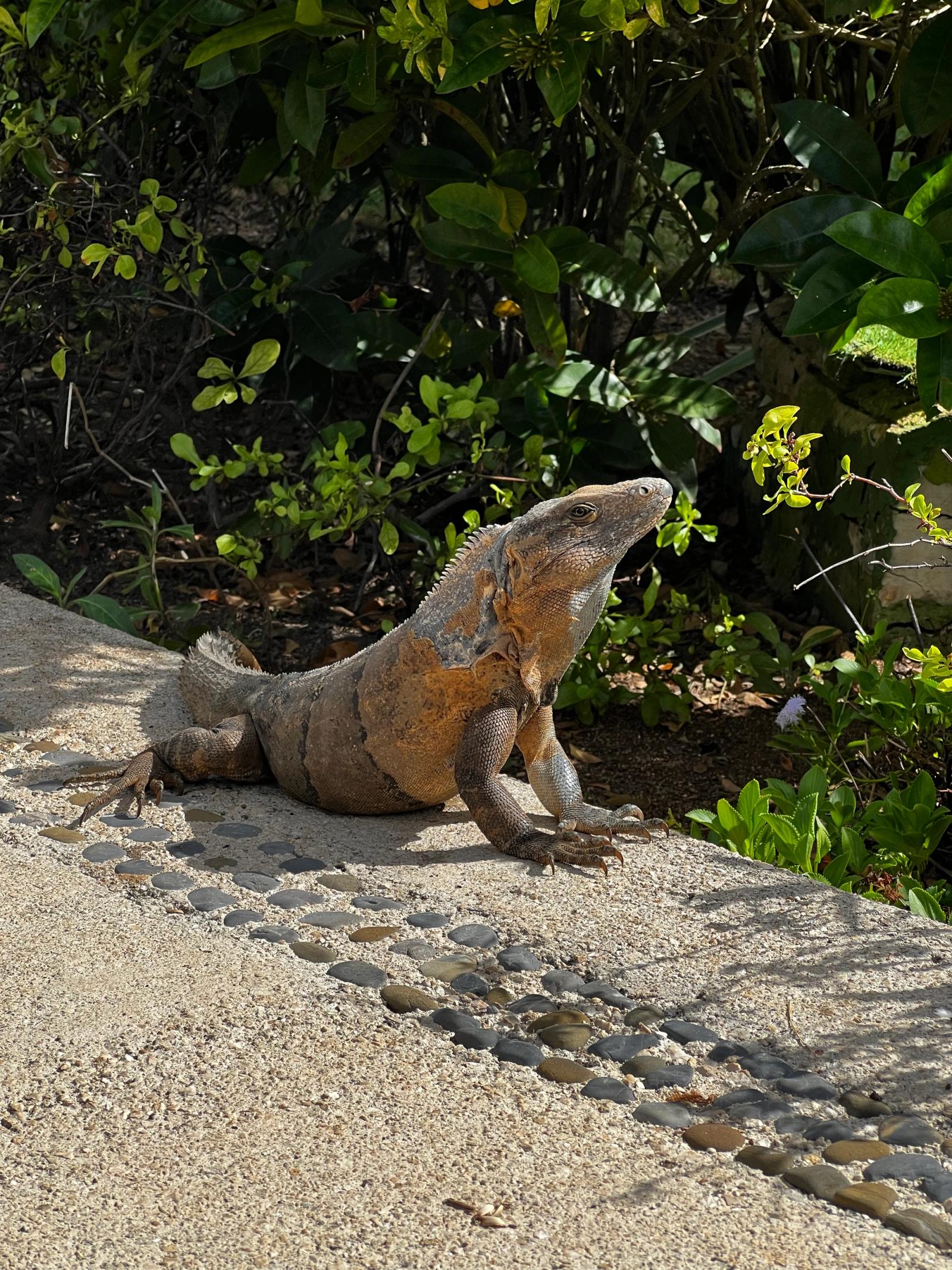 México
