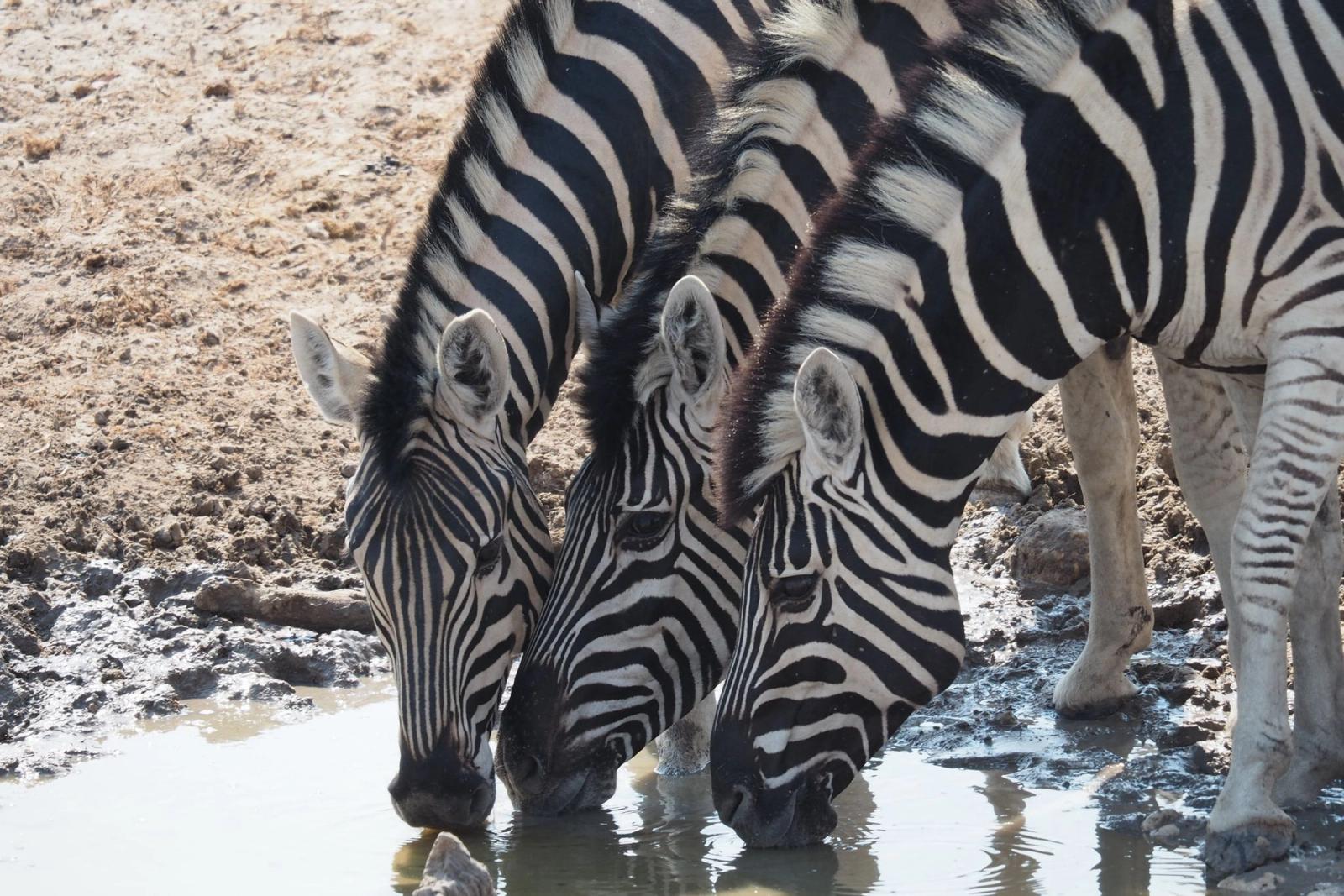 Sudáfrica-Botsuana-Namibia 