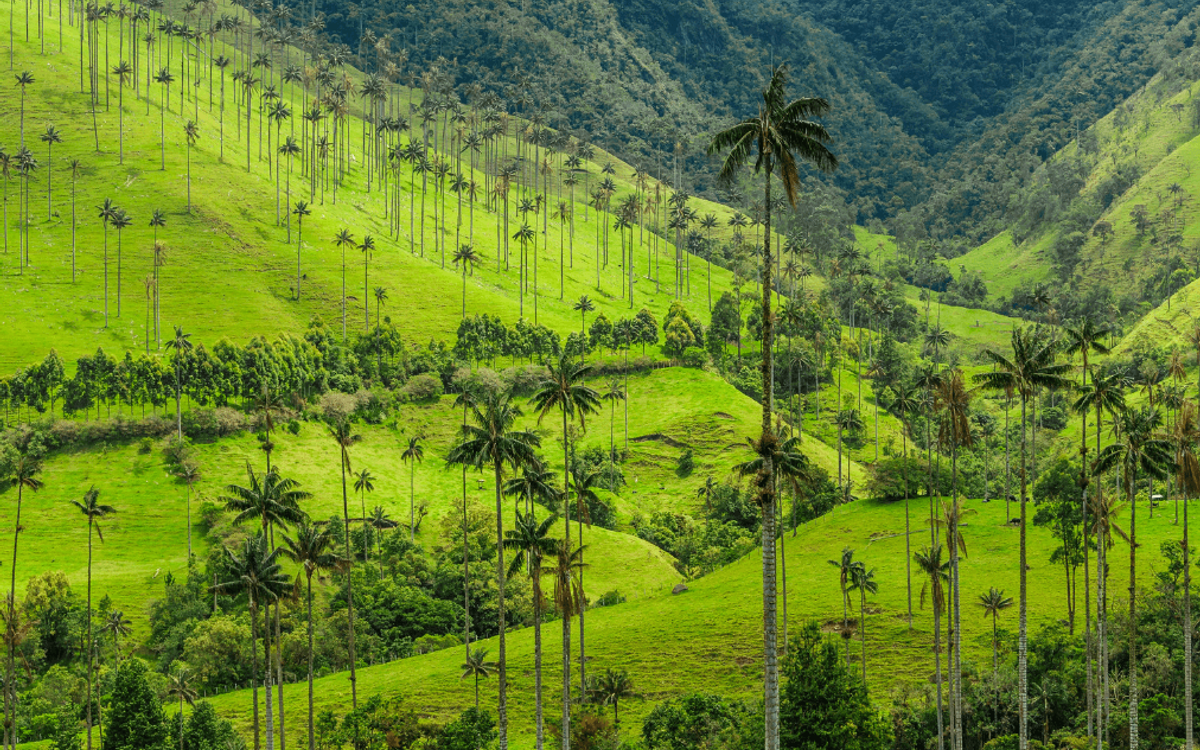 Colombia - Entre montañas, café y caribe