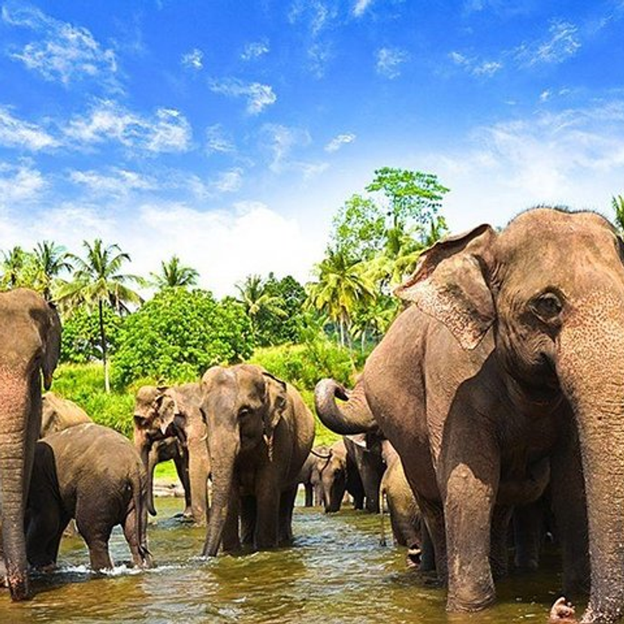 Sri Lanka al Completo