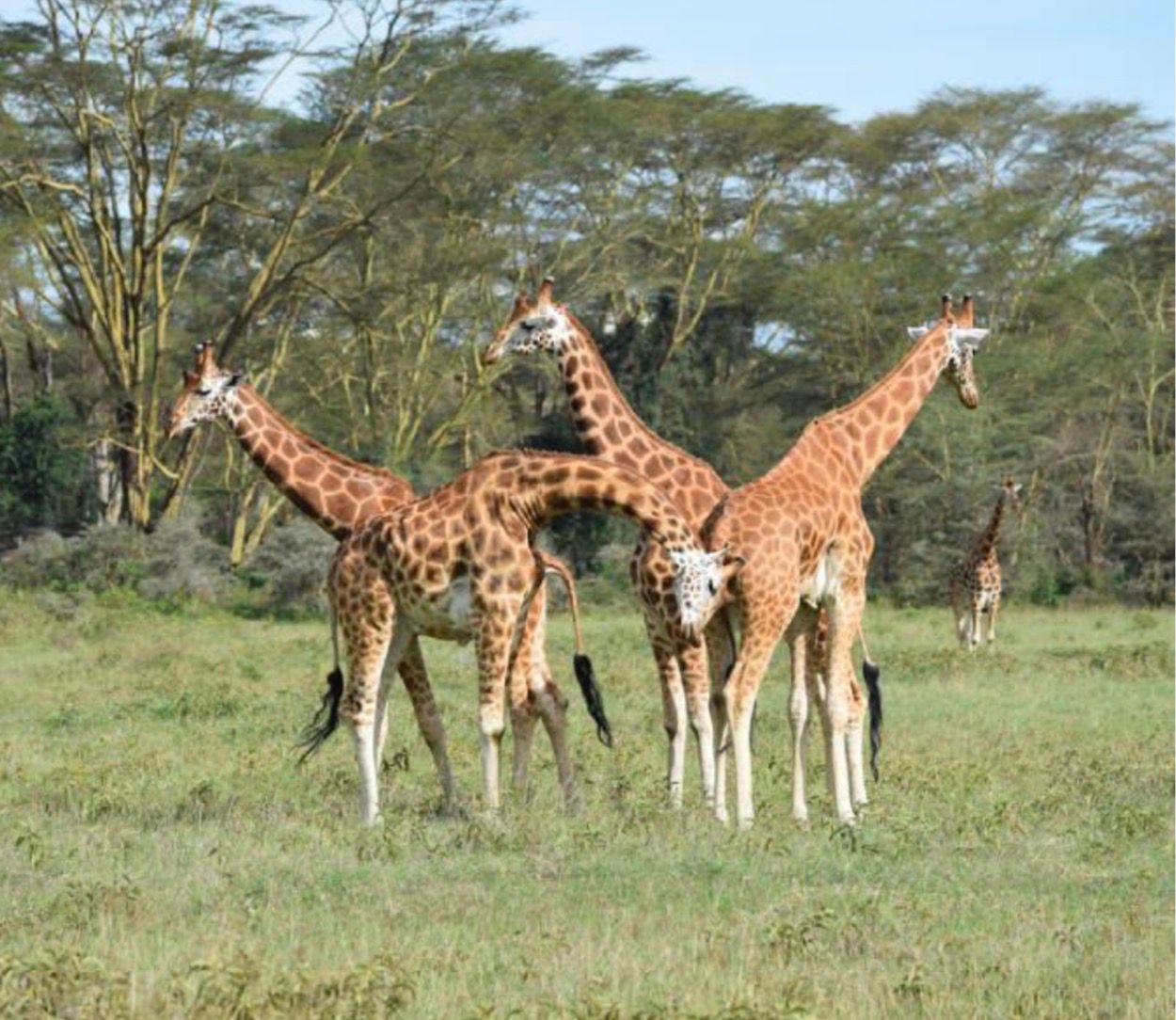 Safari por Kenia