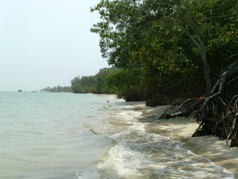 mangroves restoration 