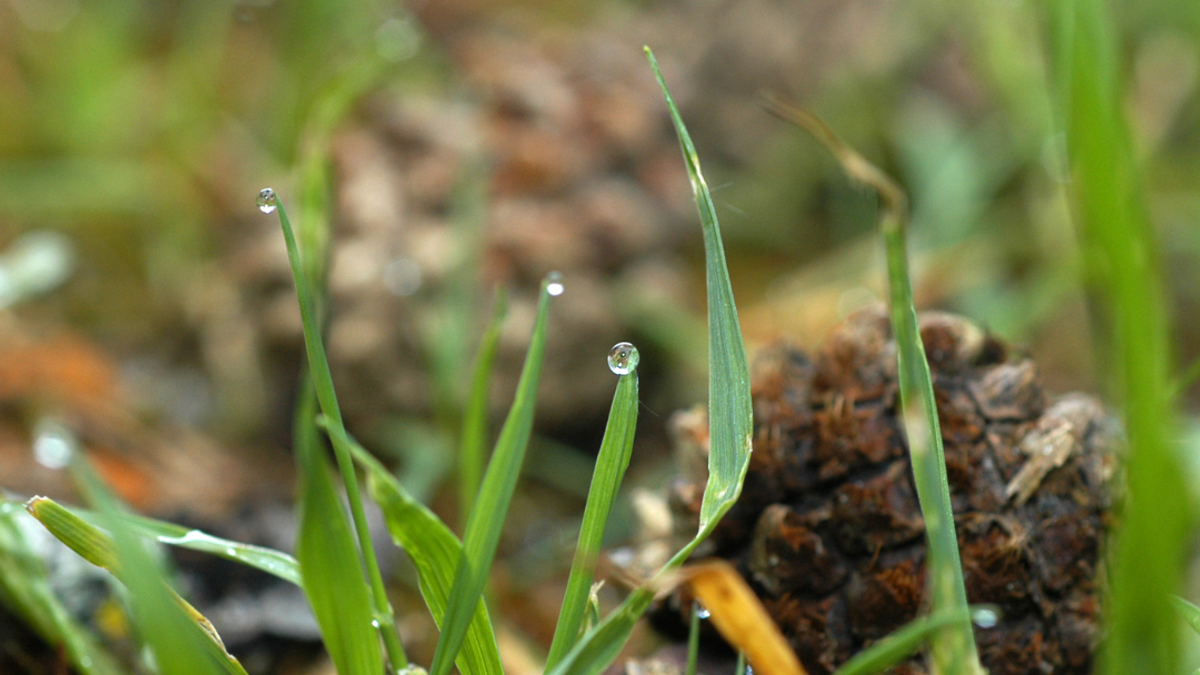 Grass and pinecone
