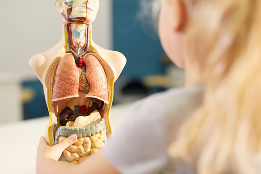 Flicka leker med anatomidocka