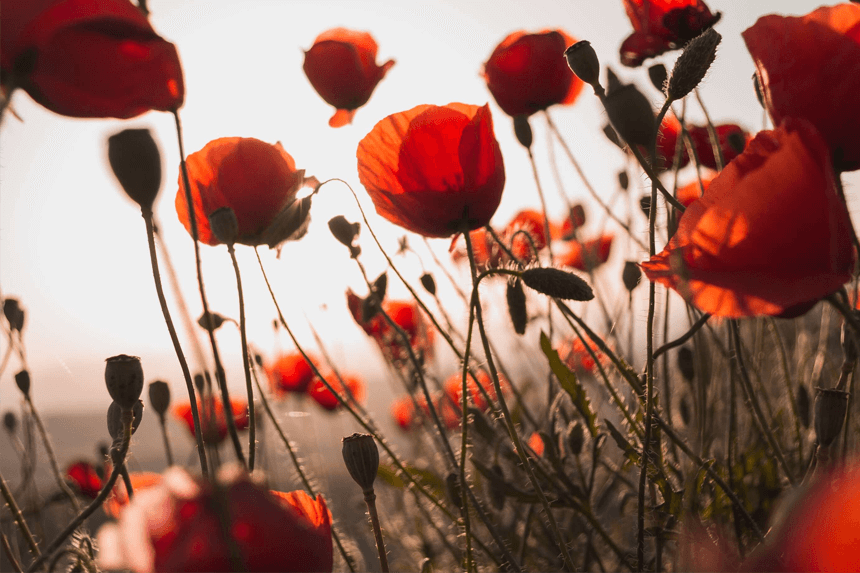 Fält med blommor