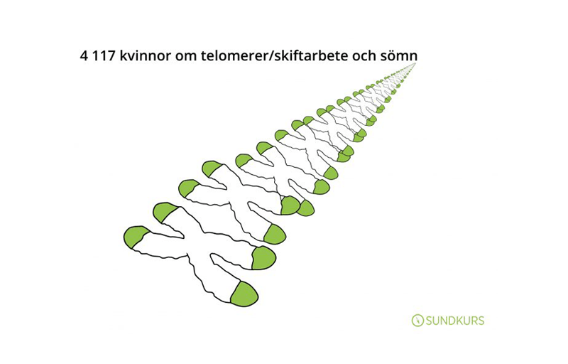 Grafik om att stress är kopplat till kortare telomerer