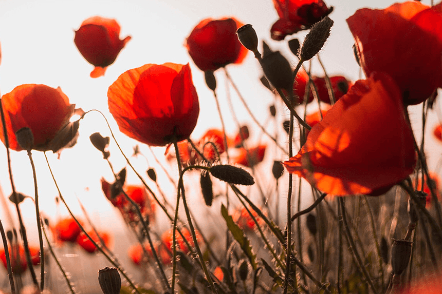 Blommor på en äng