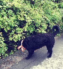 Hund i koppel nosar på marken