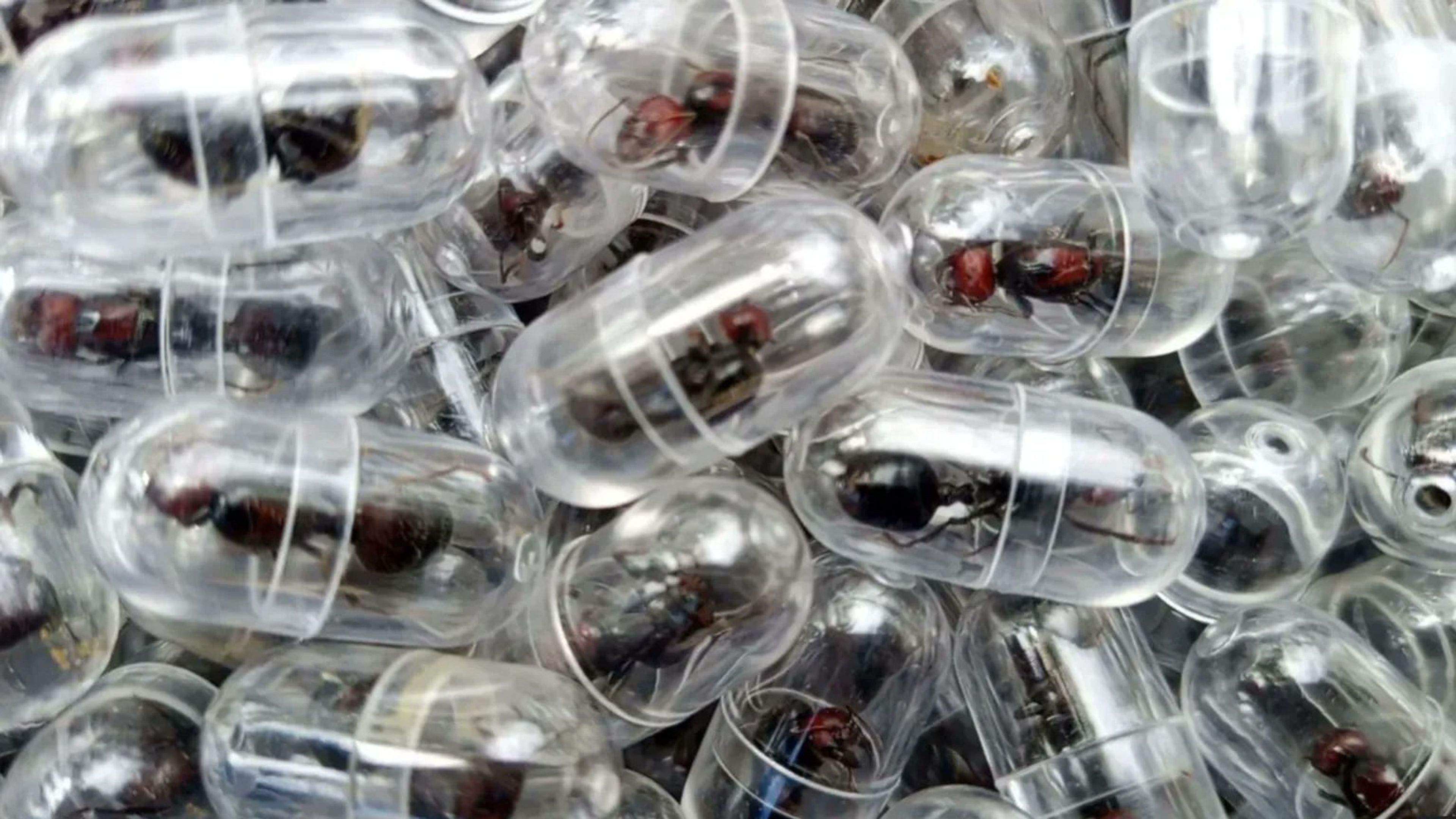 Special capsules meant to smuggle out red ants from Kenya. Photo: Kenya Wildlife Service