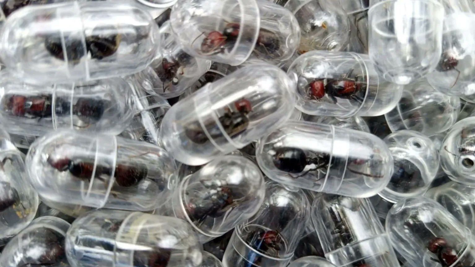 Special capsules meant to smuggle out red ants from Kenya. Photo: Kenya Wildlife Service