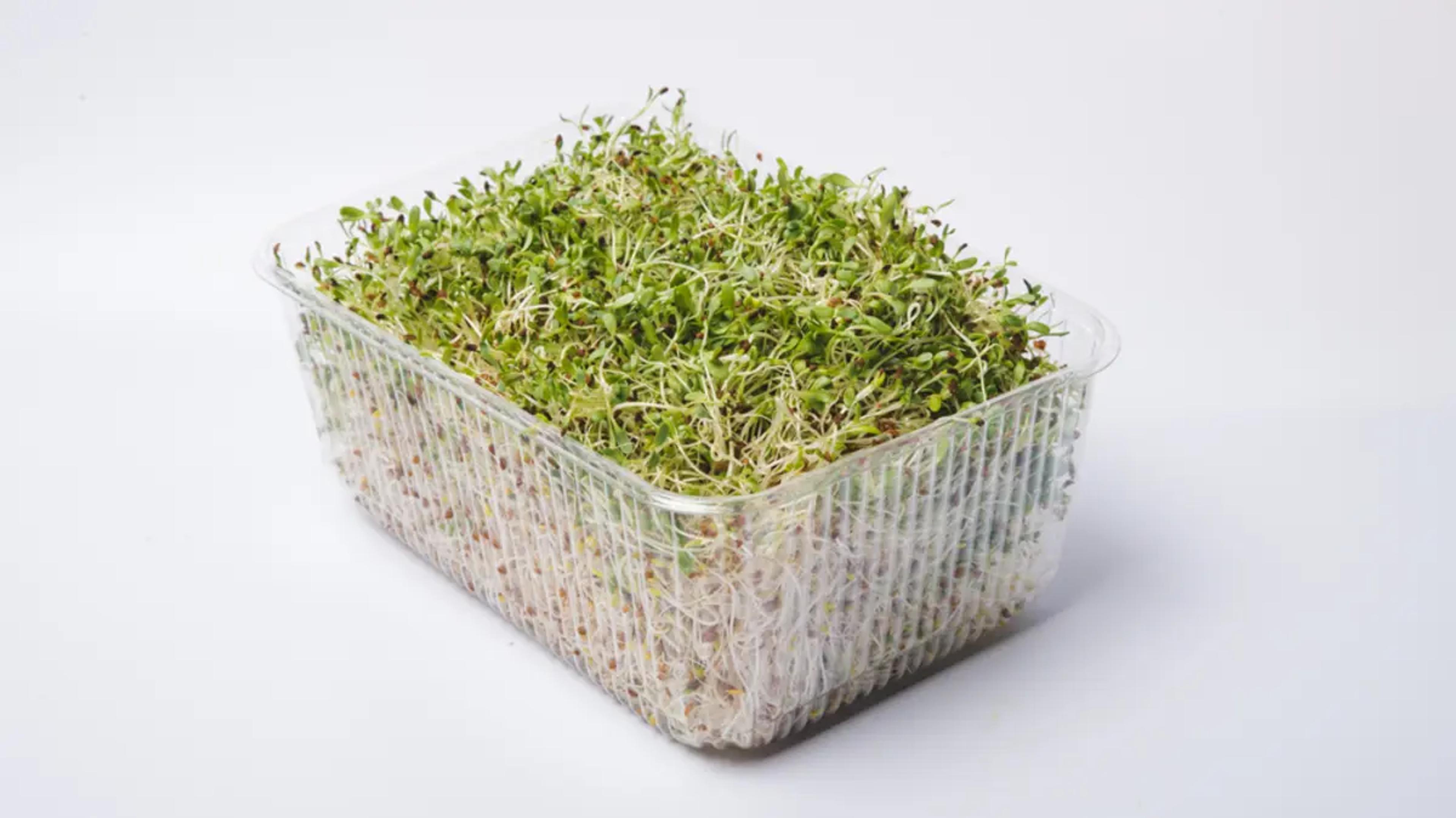 European regulators traced the latest Salmonella outbreak to a contaminated alfalfa sprouted-seed supply chain. EFSA 