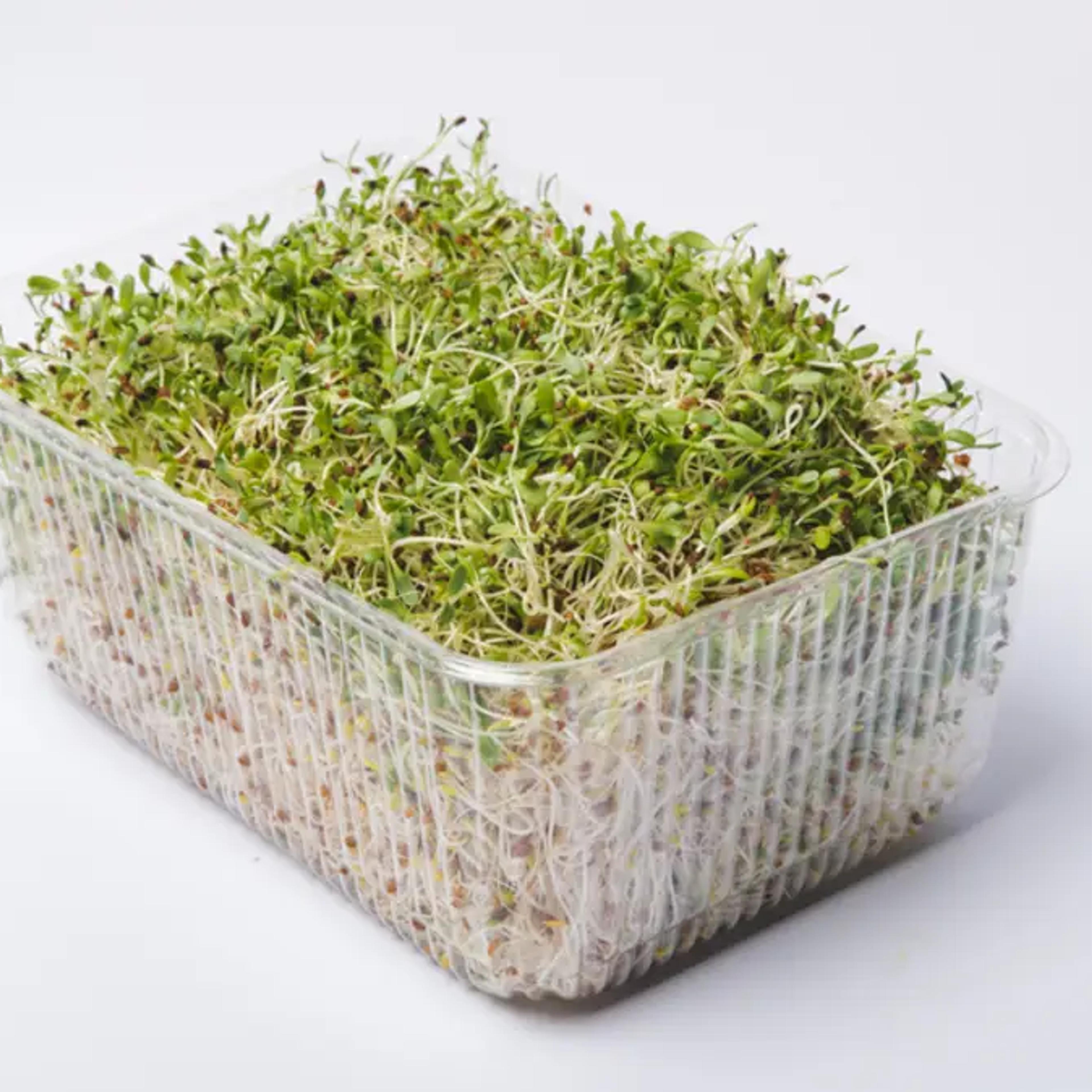 Deadly European Salmonella Outbreak Traced to Indian Alfalfa Seed Supply Chain