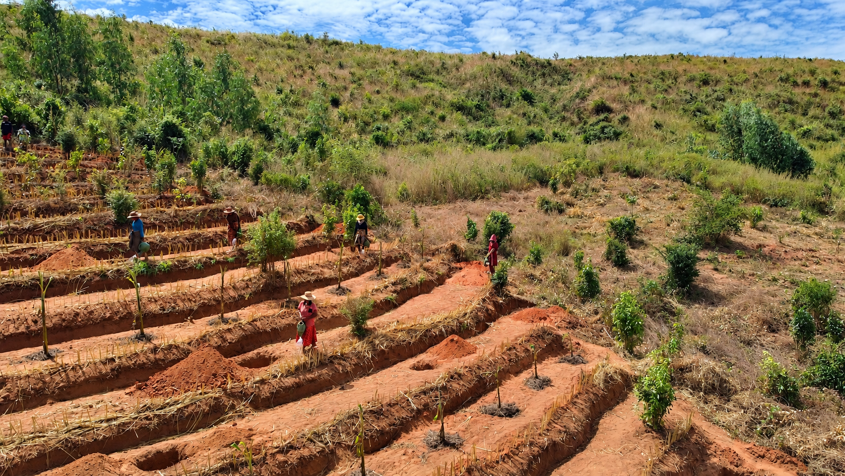 UN Warns Forest Restoration Falls Far Short of Global Pledges