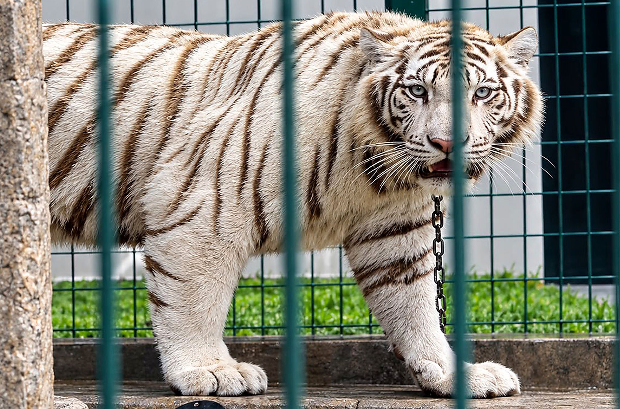 A white tiger rescued during the Interpol's operation. Photo: Interpol