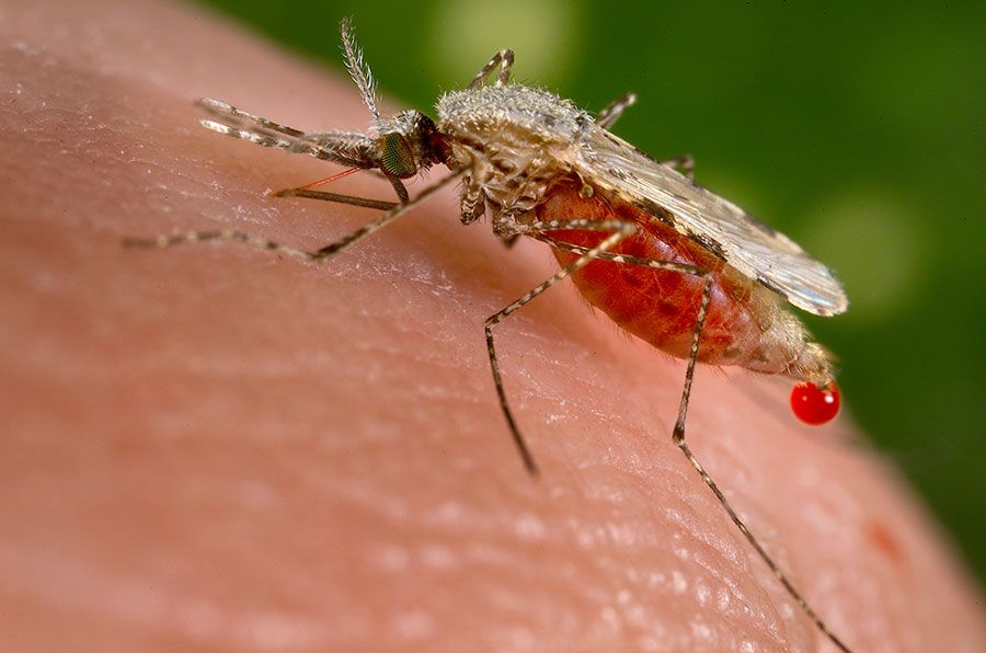 South Asia Mosquito Species Carries Malaria Into Africa’s Cities, Genomic Study Reveals
