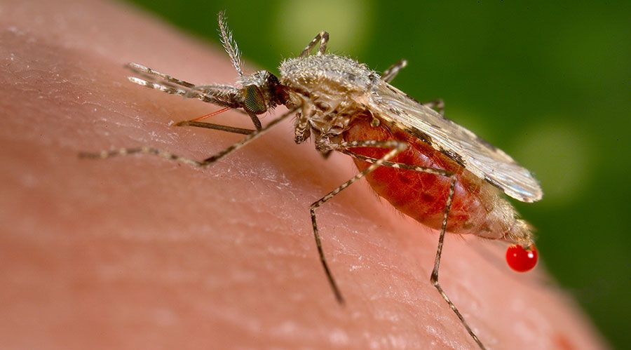 A female Anopheles stephensi mosquito, the urban-adapted malaria vector now spreading across African cities. Photo: Jim Gathany/CDC Public Health Image Library