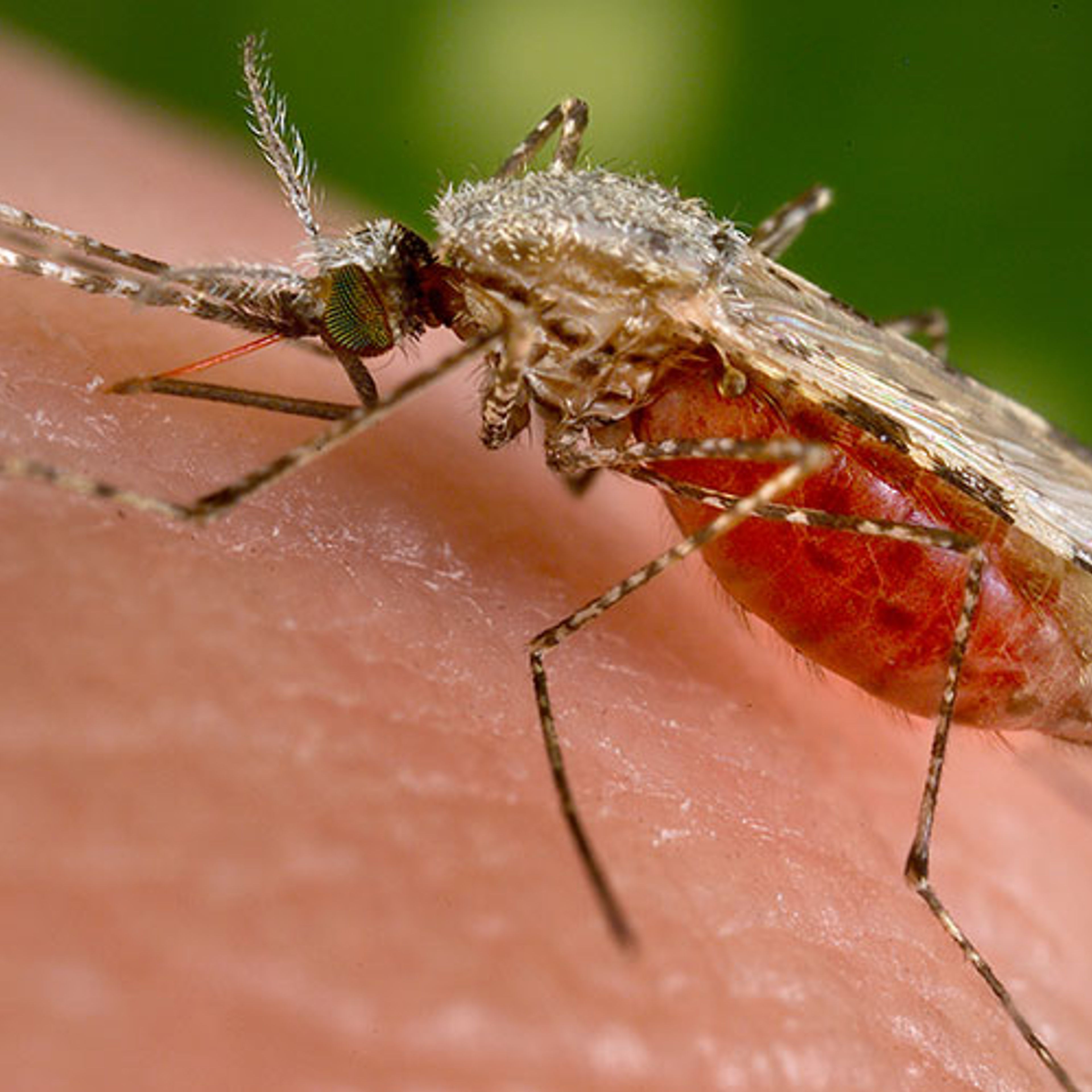 South Asia Mosquito Species Carries Malaria Into Africa’s Cities, Genomic Study Reveals