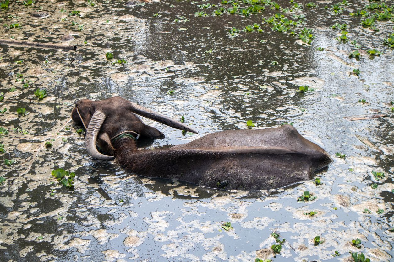 Cattle and buffaloes have been driven to seek refuge in unsanitary ponds as a means of coping with the summer heat.