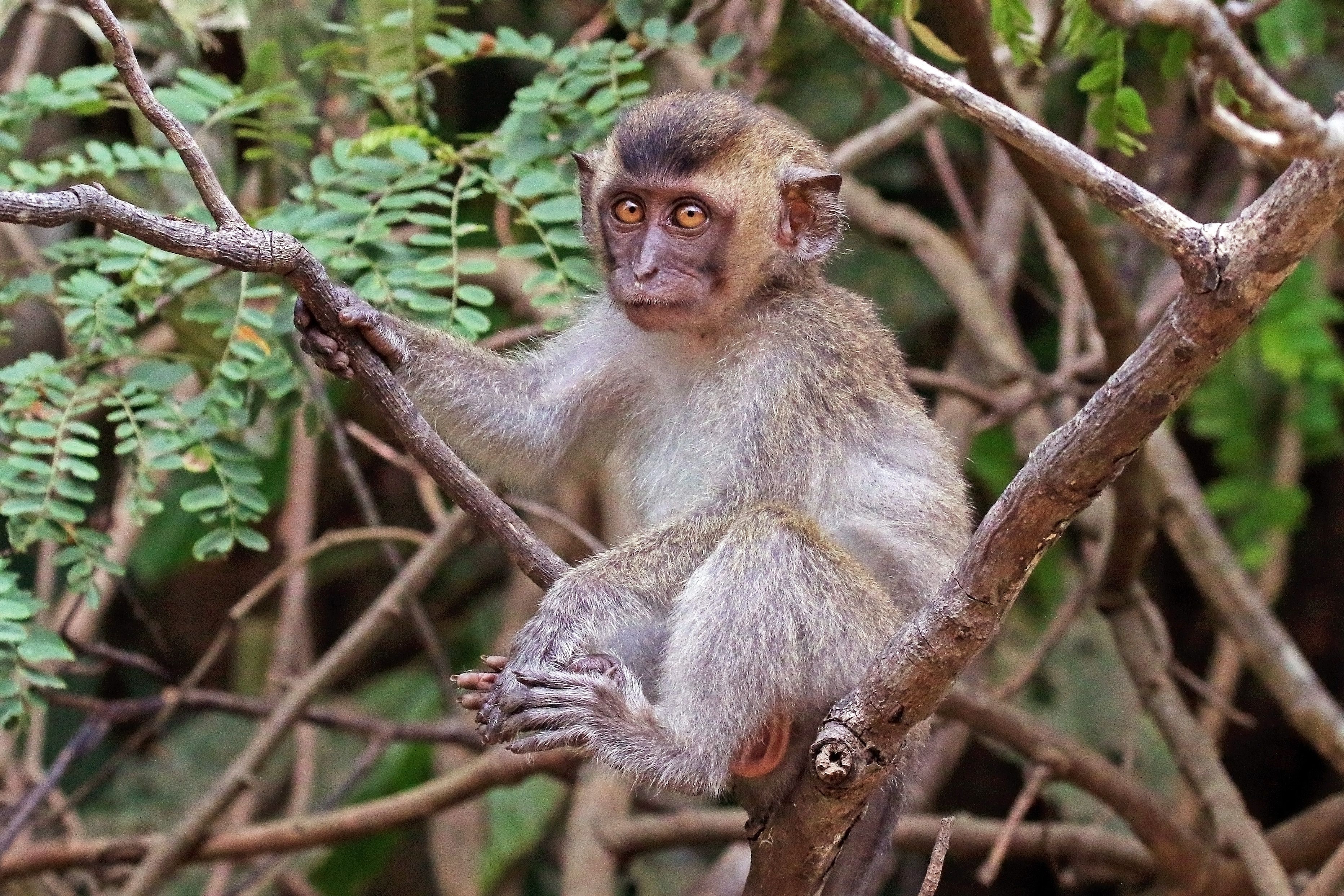 A juvenile long-tailed macaque photographed near the Kota Kinabatangan River in Borneo. Photo: Charles J. Sharp/Wikimedia Commons