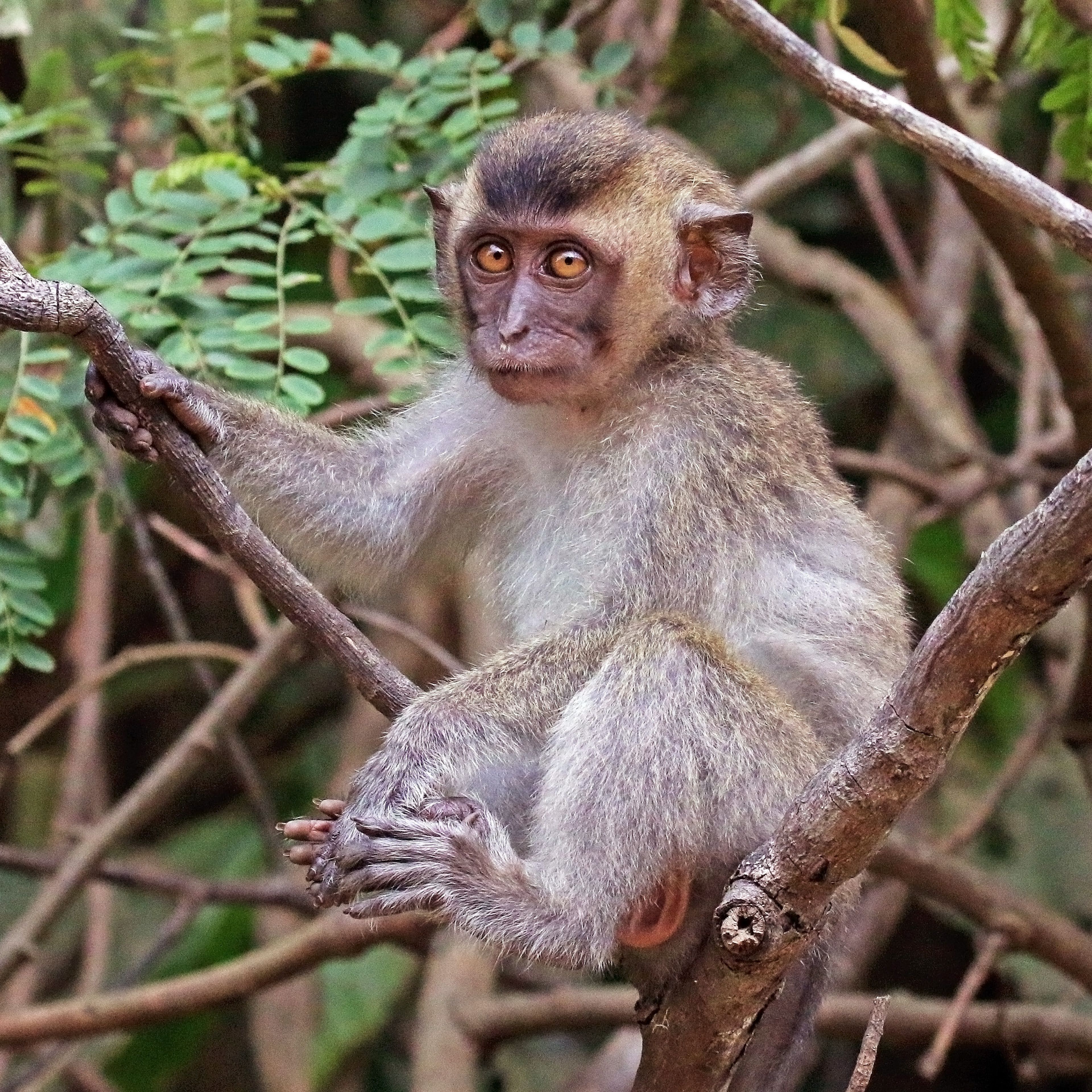 Cambodia Warned to Clean Up Its Endangered Lab-Monkey Trade