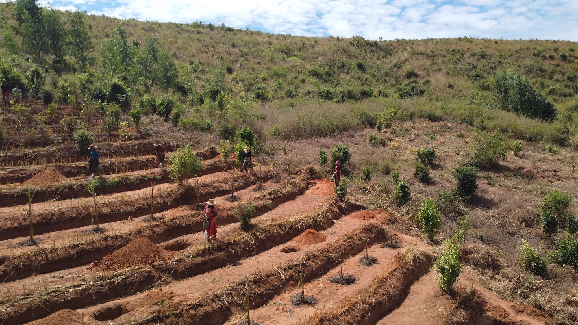 UN Warns Forest Restoration Falls Far Short of Global Pledges