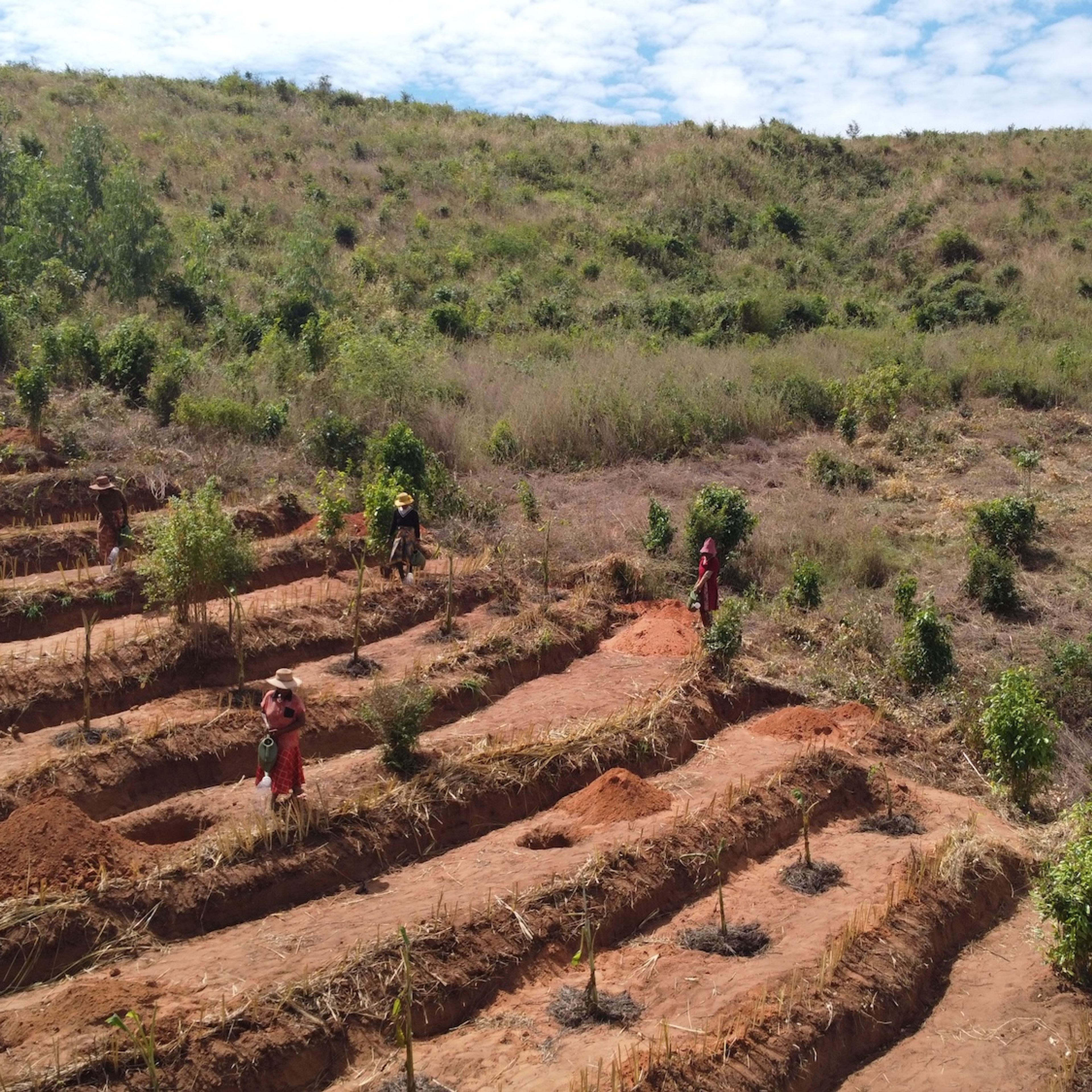 UN Warns Forest Restoration Falls Far Short of Global Pledges