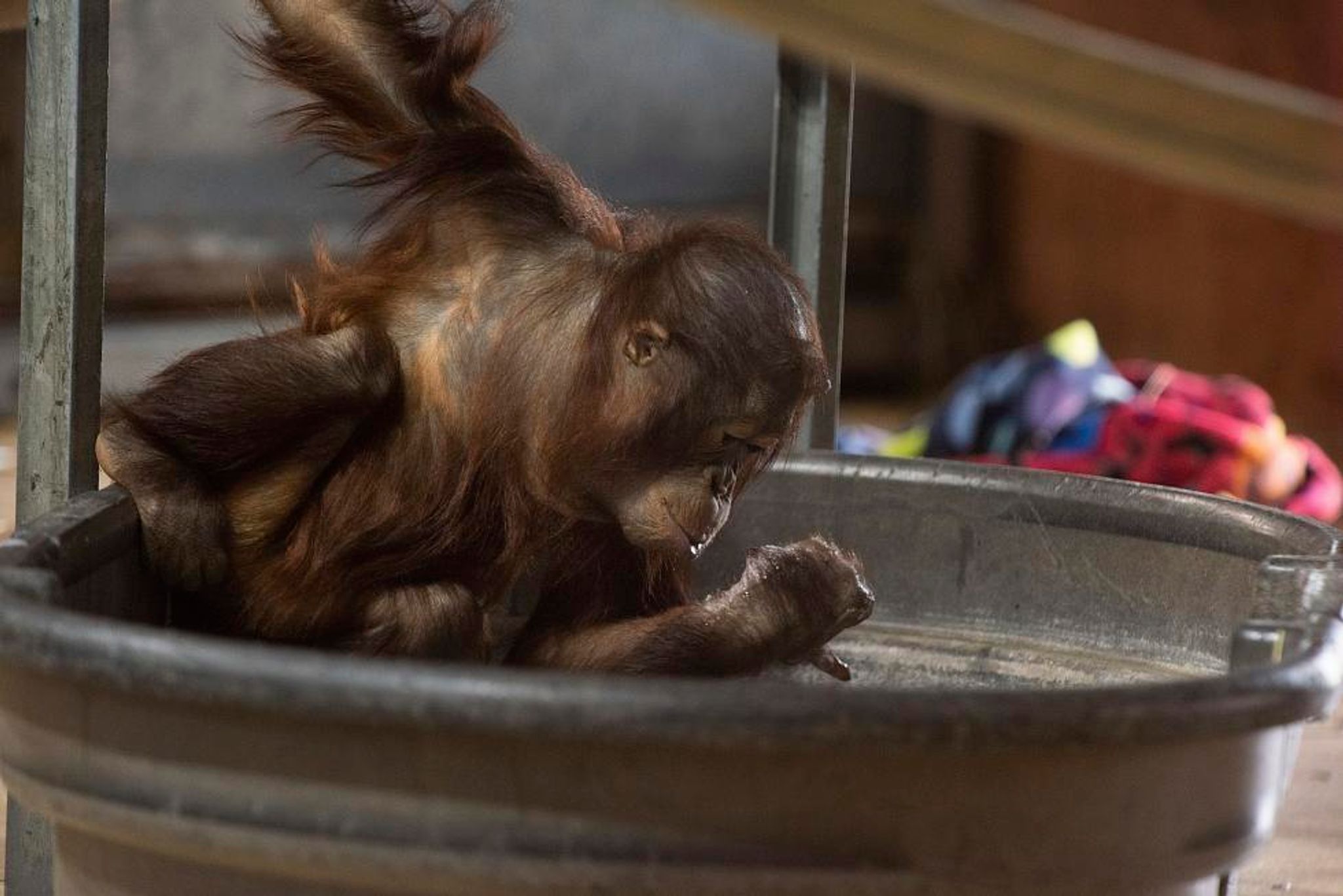 A representational image of a juvenile orangutan. Five young orangutans were recently found in a forest in Odisha, triggering a probe into suspected wildlife trafficking. Photo: Connor Padraic Mallon/Smithsonian’s National Zoo