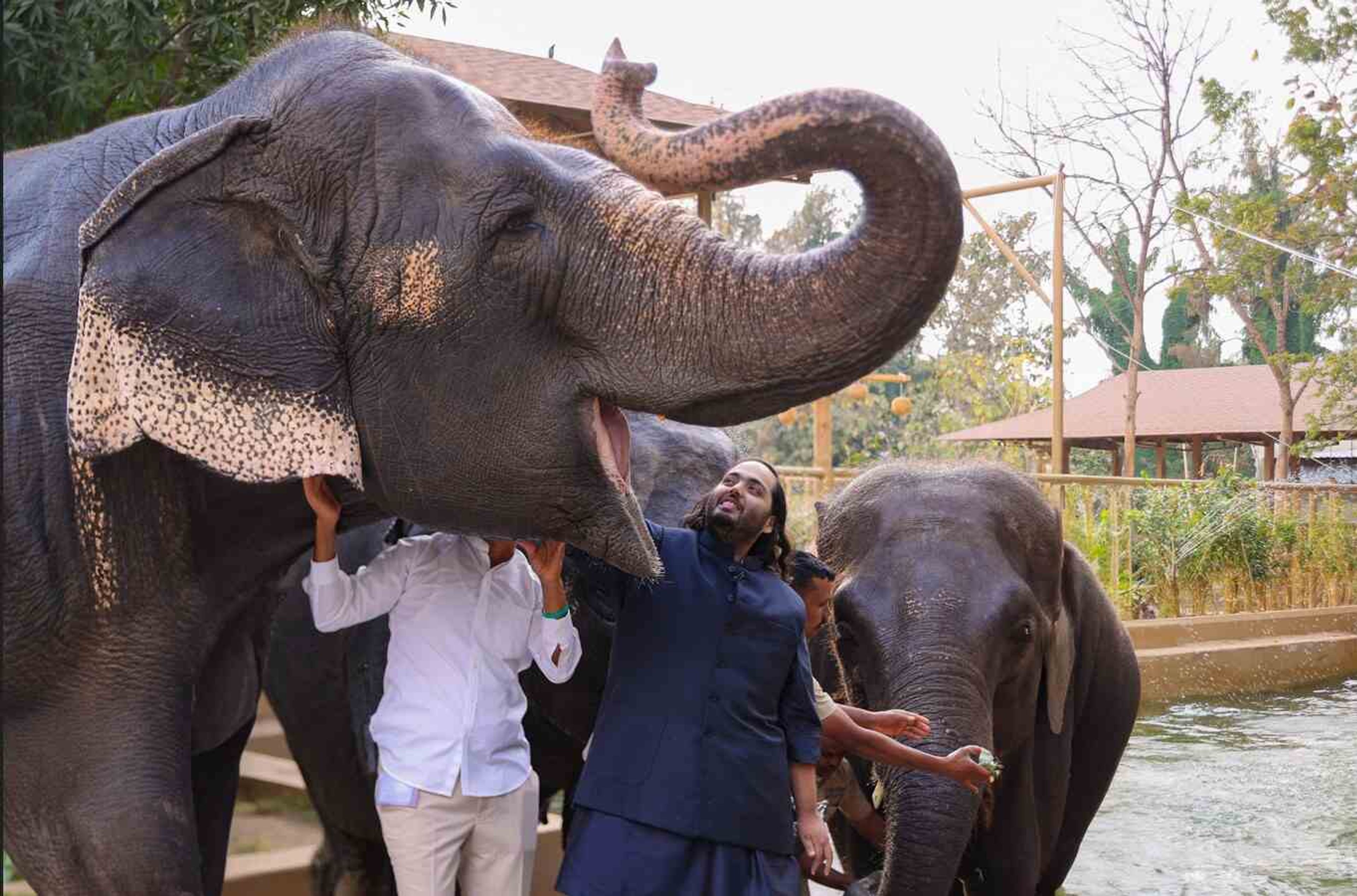 Anant Ambani at Vantara, Reliance Industries’ animal welfare and conservation initiative in Jamnagar, Gujarat. Photo: Bohoindian/Wikimedia Commons, CC BY 4.0