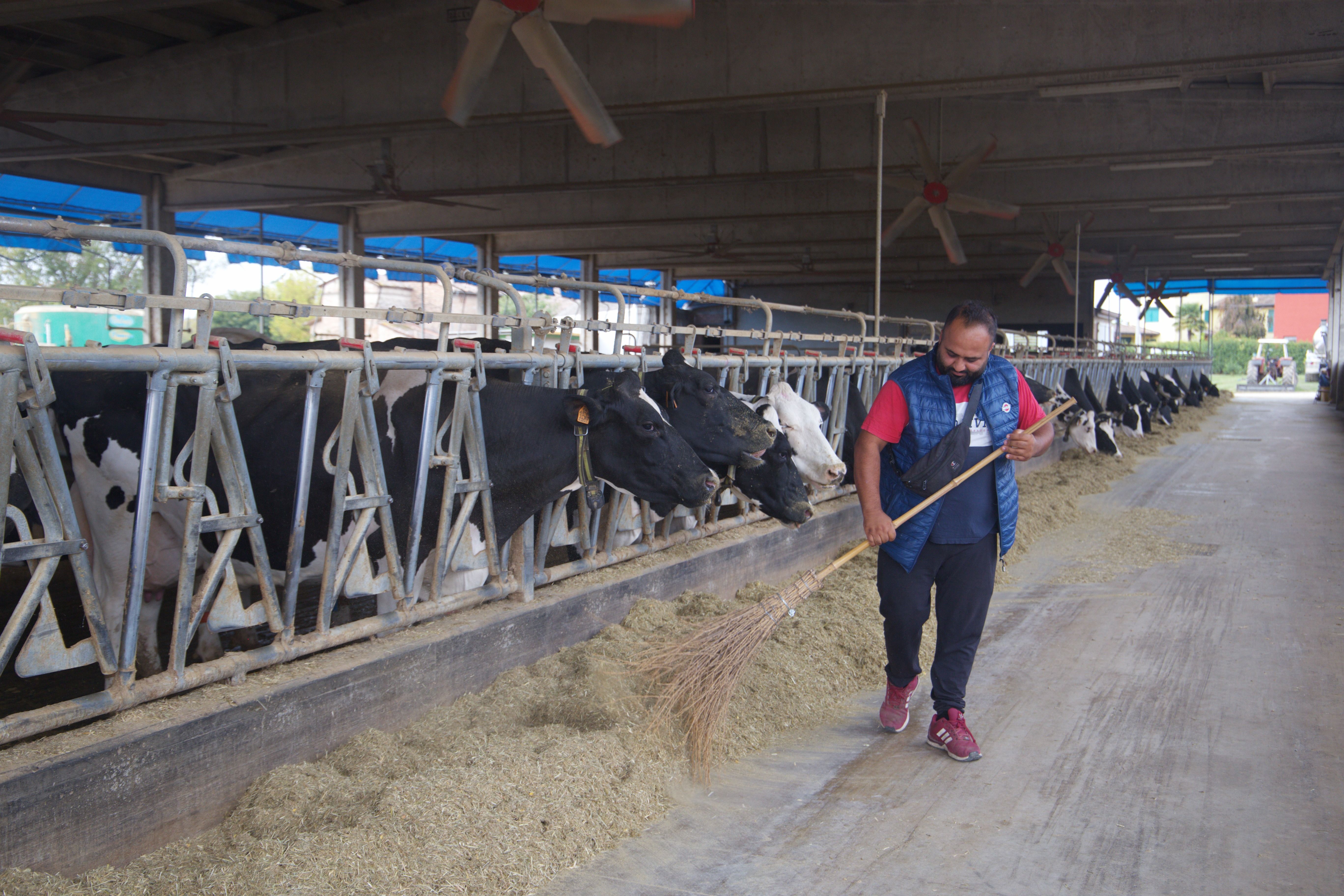 From Punjab to Parmigiano: How Sikhs Are Transforming Italy’s Dairy Farms