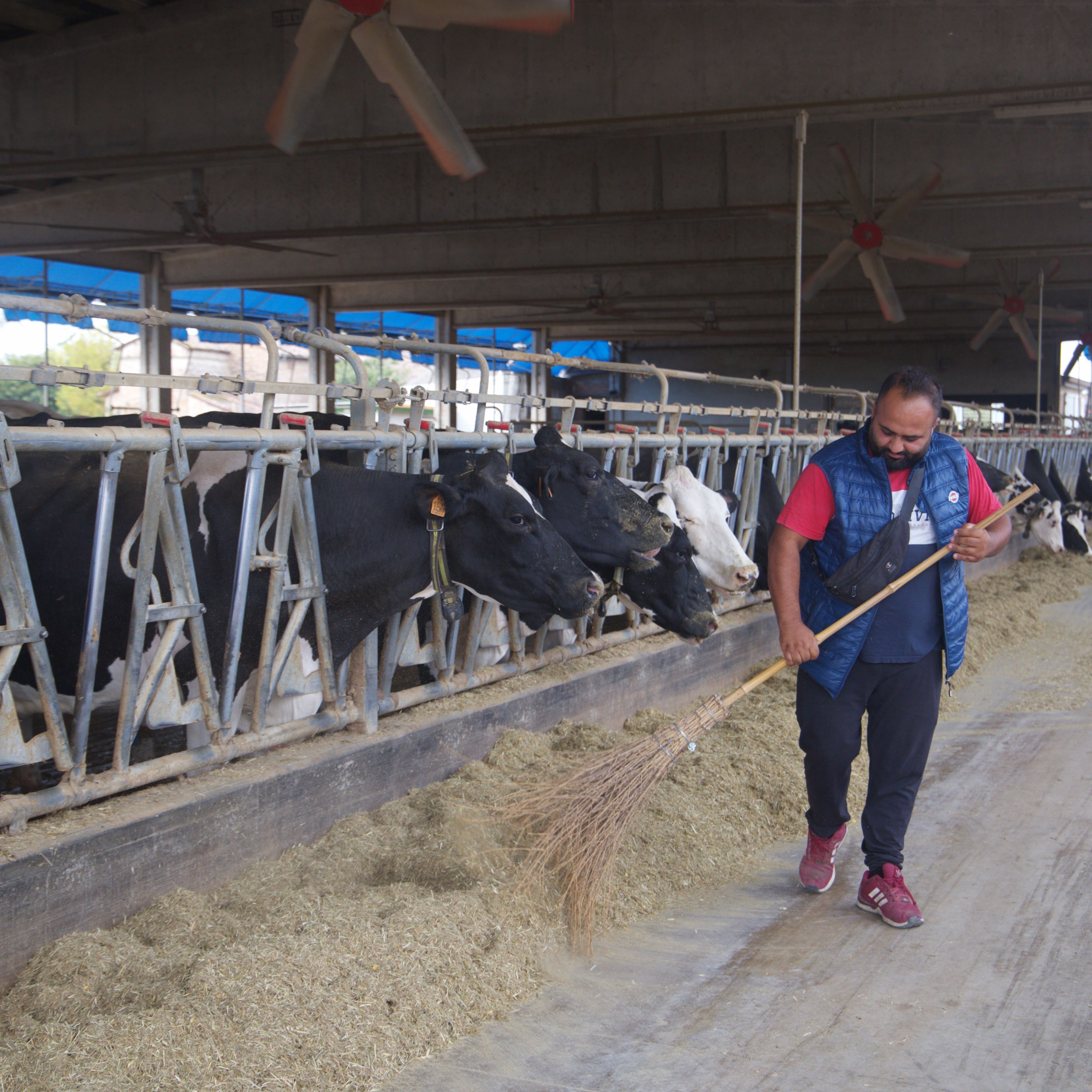 From Punjab to Parmigiano: How Sikhs Are Transforming Italy’s Dairy Farms