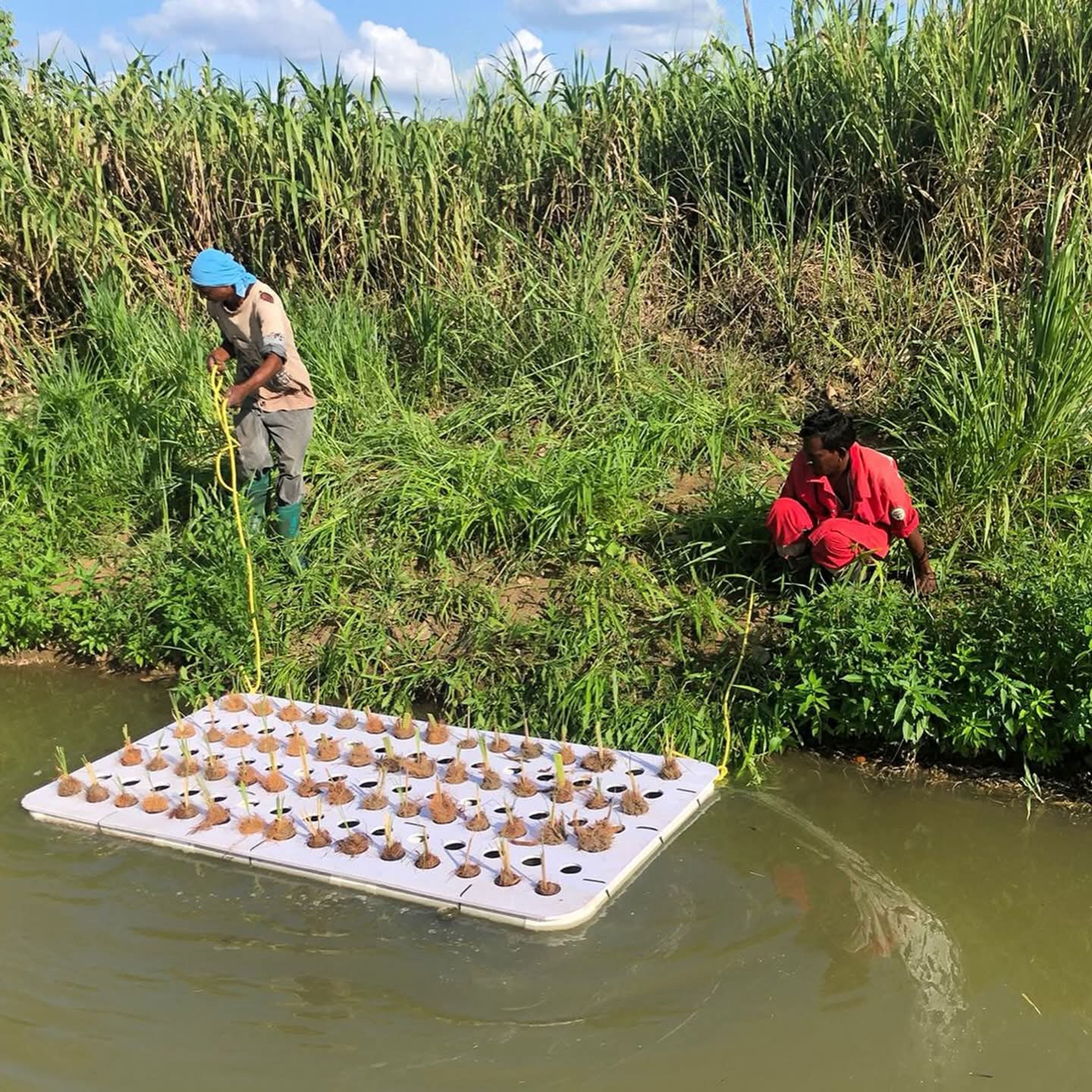 Vetiver TT’s engineered floating wetlands planted with vetiver grass.