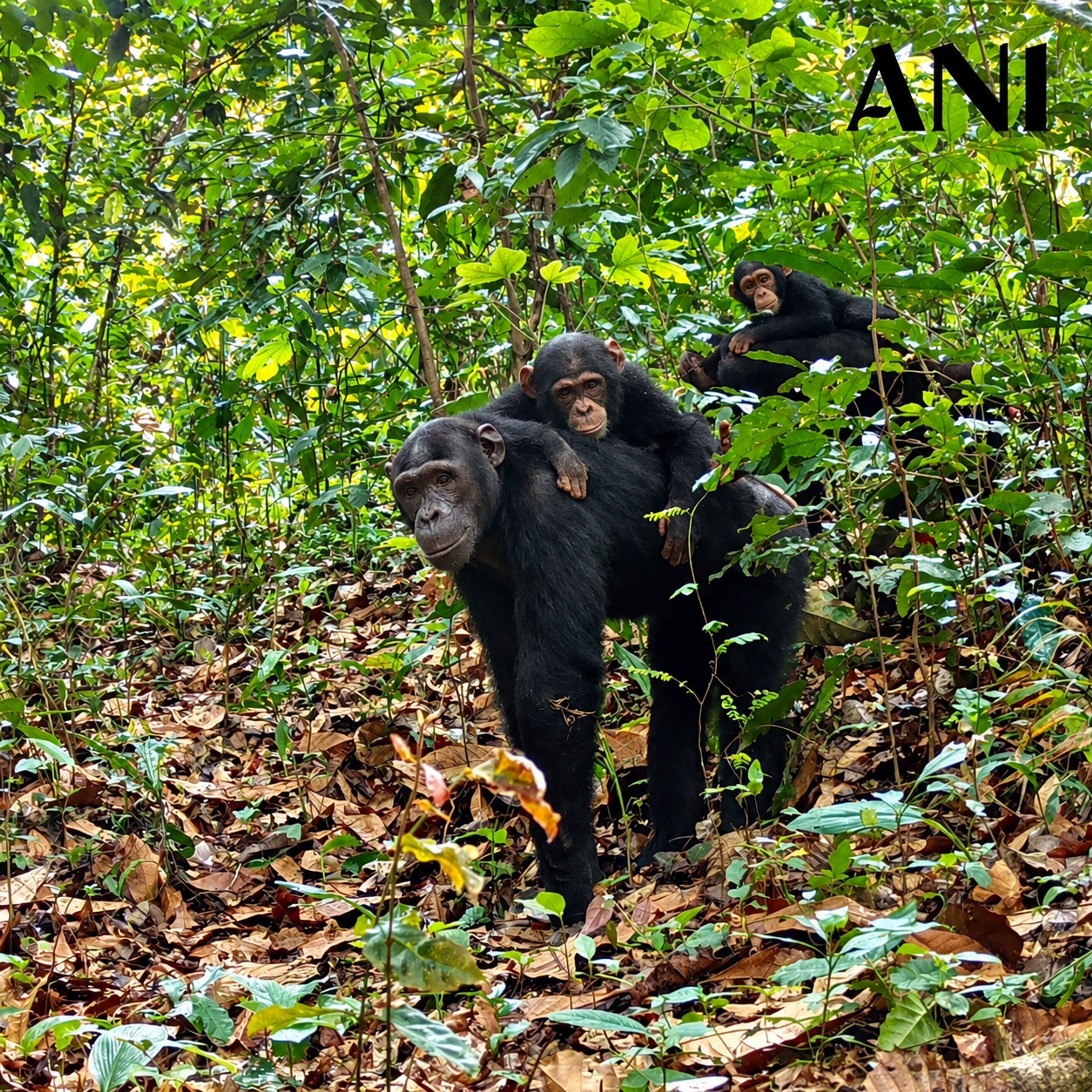 Nigeria’s Gashaka-Gumti National Park provides a vital habitat for the endangered Nigeria-Cameroon chimpanzee. Photo: Africa Nature Investors Foundation. 