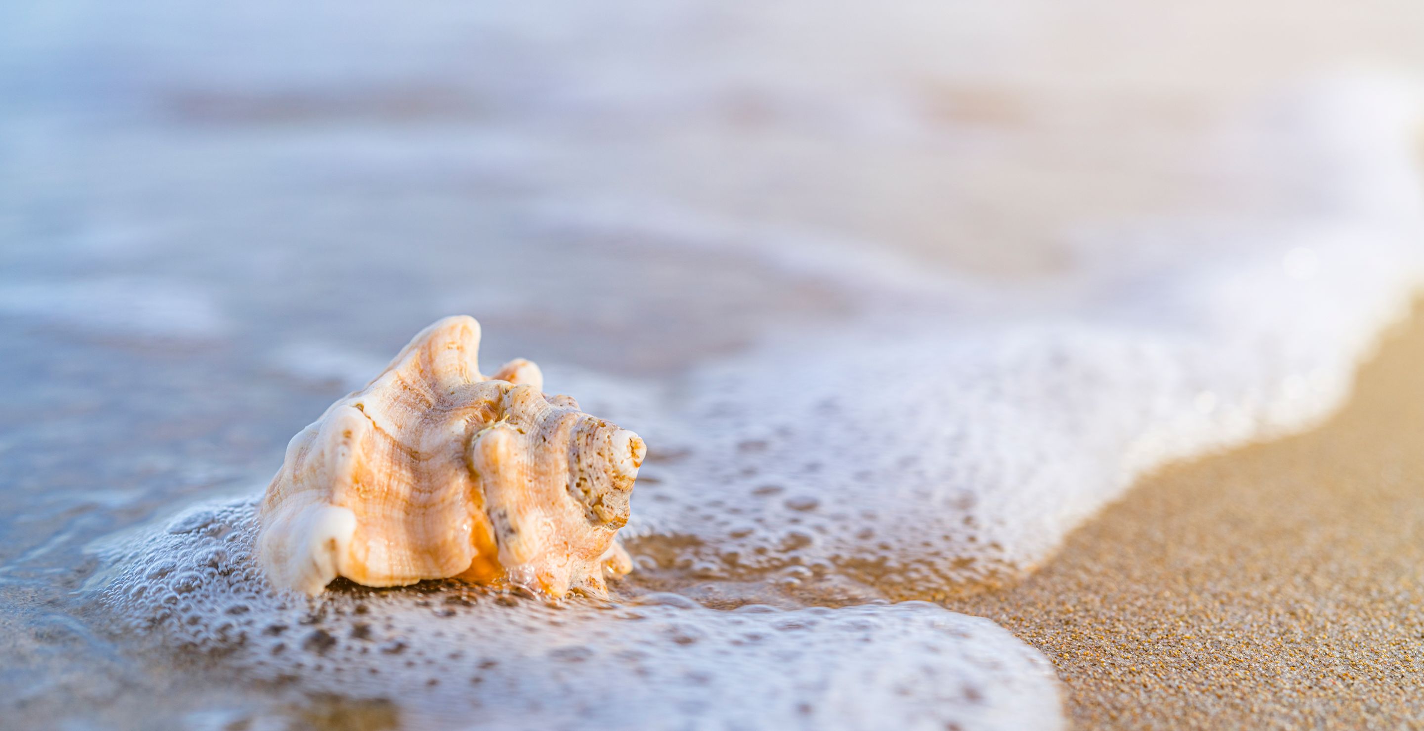 Shells trade devastates sea life