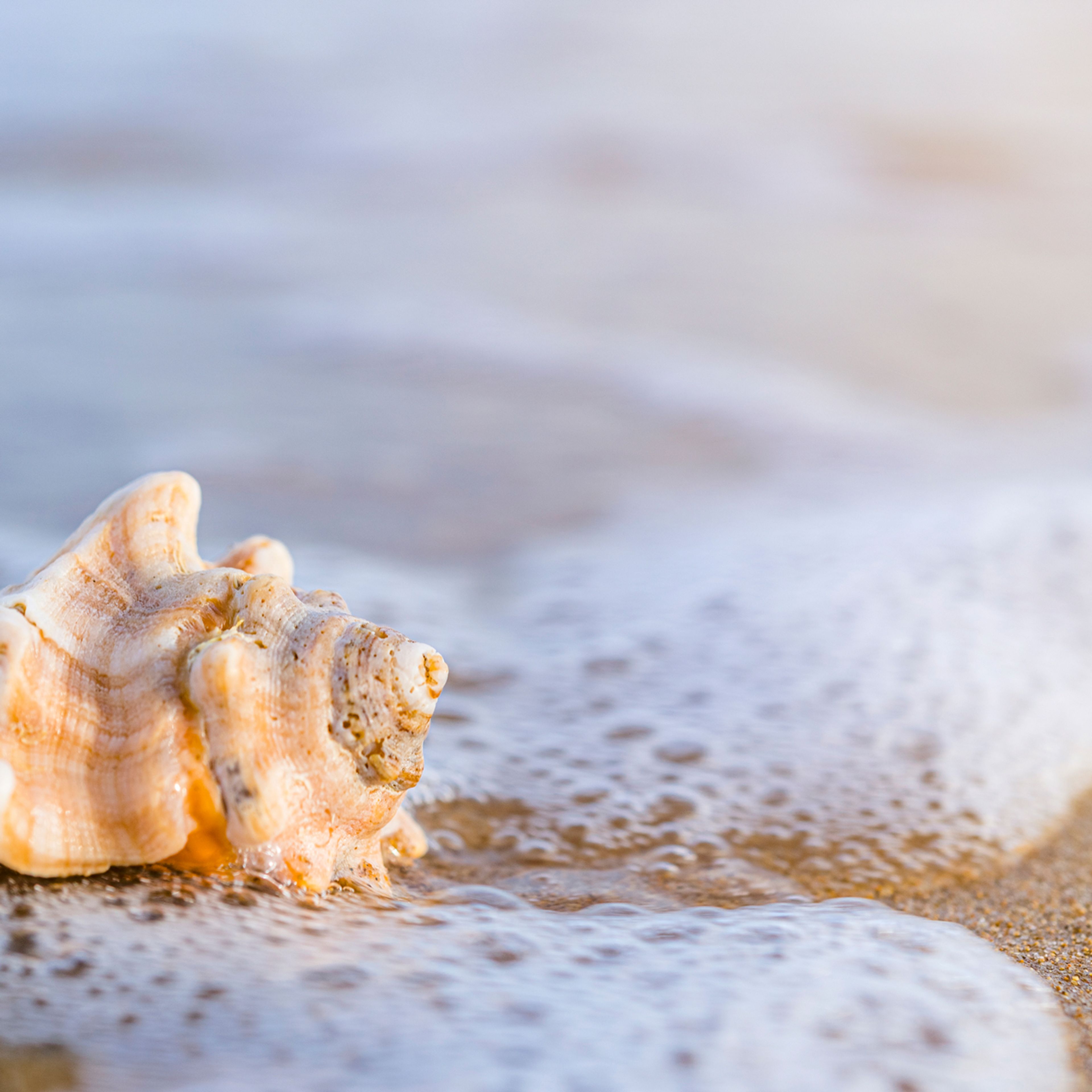 India's booming shell trade threatens marine ecosystem