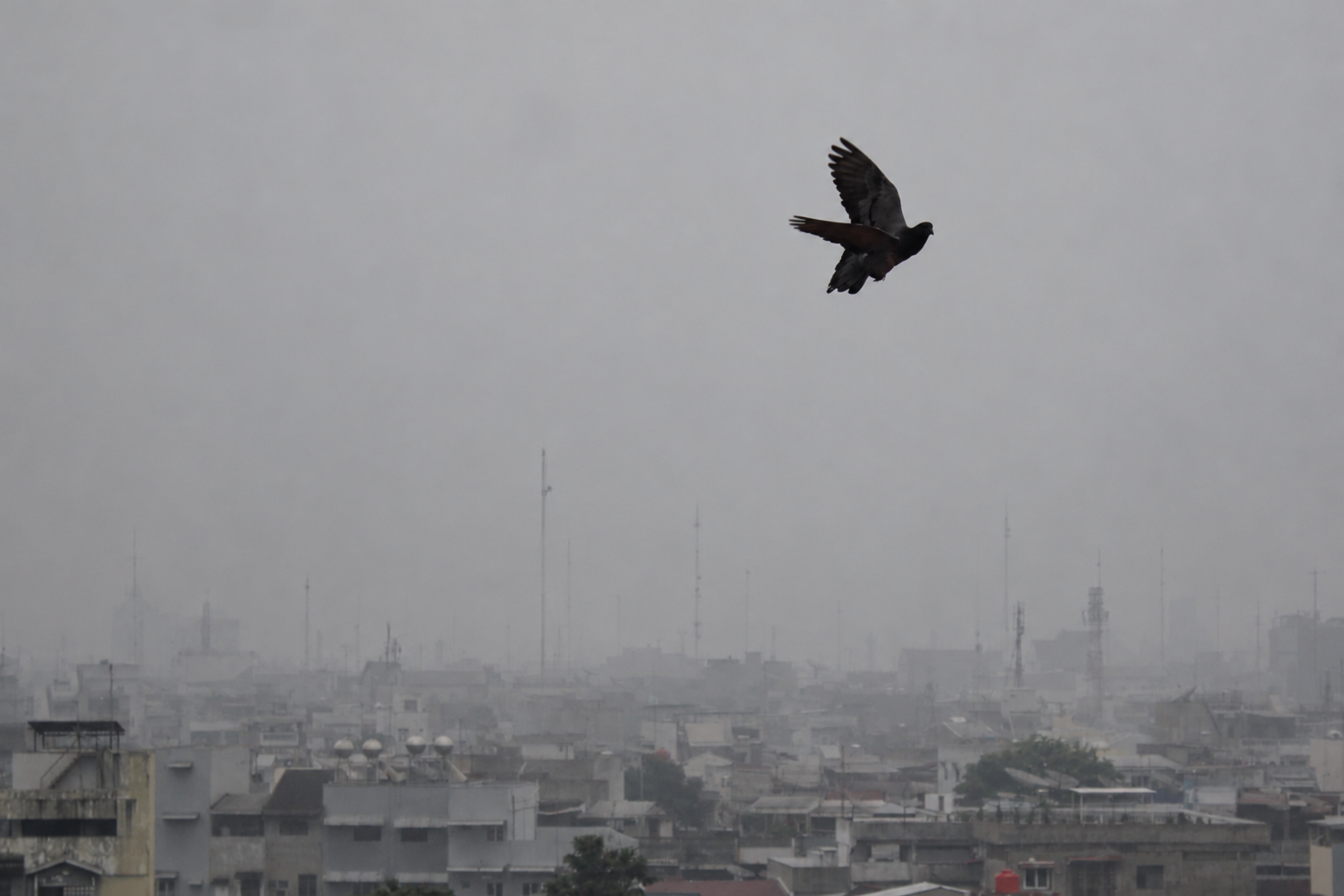 A pigeon flies through haze over Medan, North Sumatra, Indonesia. Photo: Ahmidal Yauzar