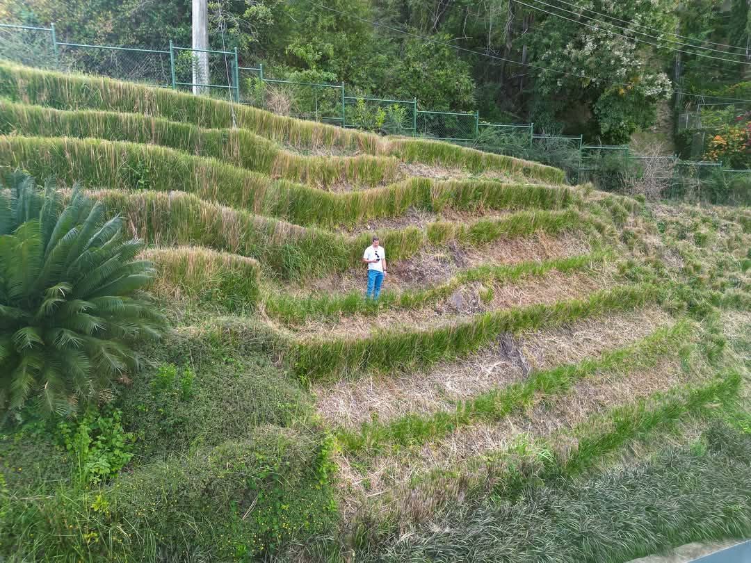 Ground Report: India's native grass gets ‘high’ in the Caribbean 