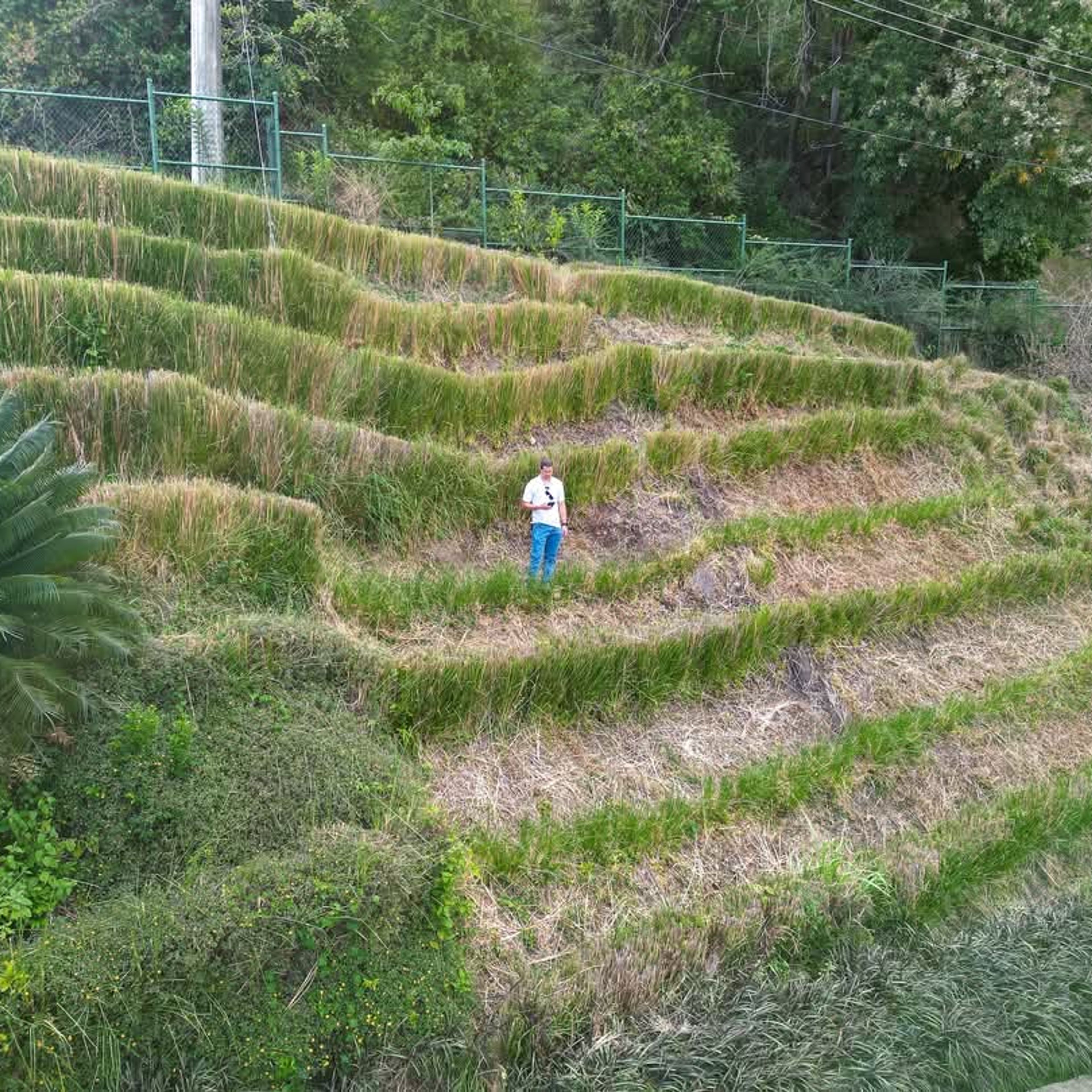Ground Report: India's native grass gets ‘high’ in the Caribbean