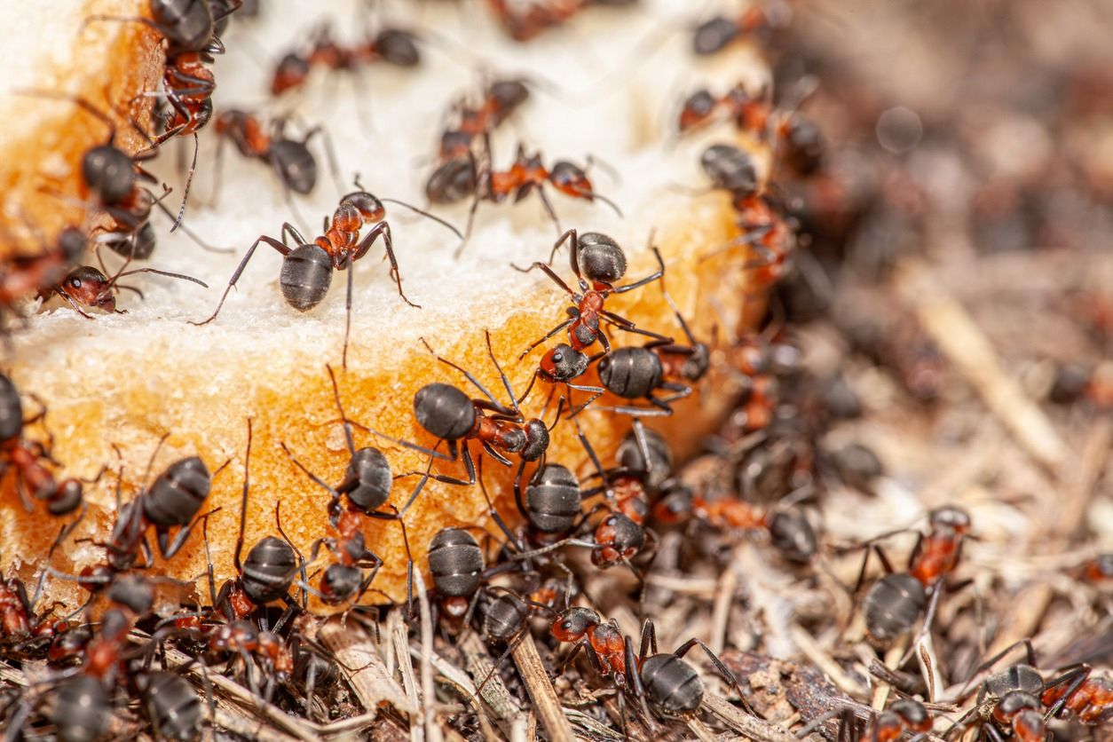 Smuggling of rare ants from East Africa has grown into a gigantic trade. A single Queen ant can fetch US$233 in Europe and Asia, with the exotic insects’ market expected to be worth around $17.9 billion by 2033. Credit: Bucsa Nicolae/iStock